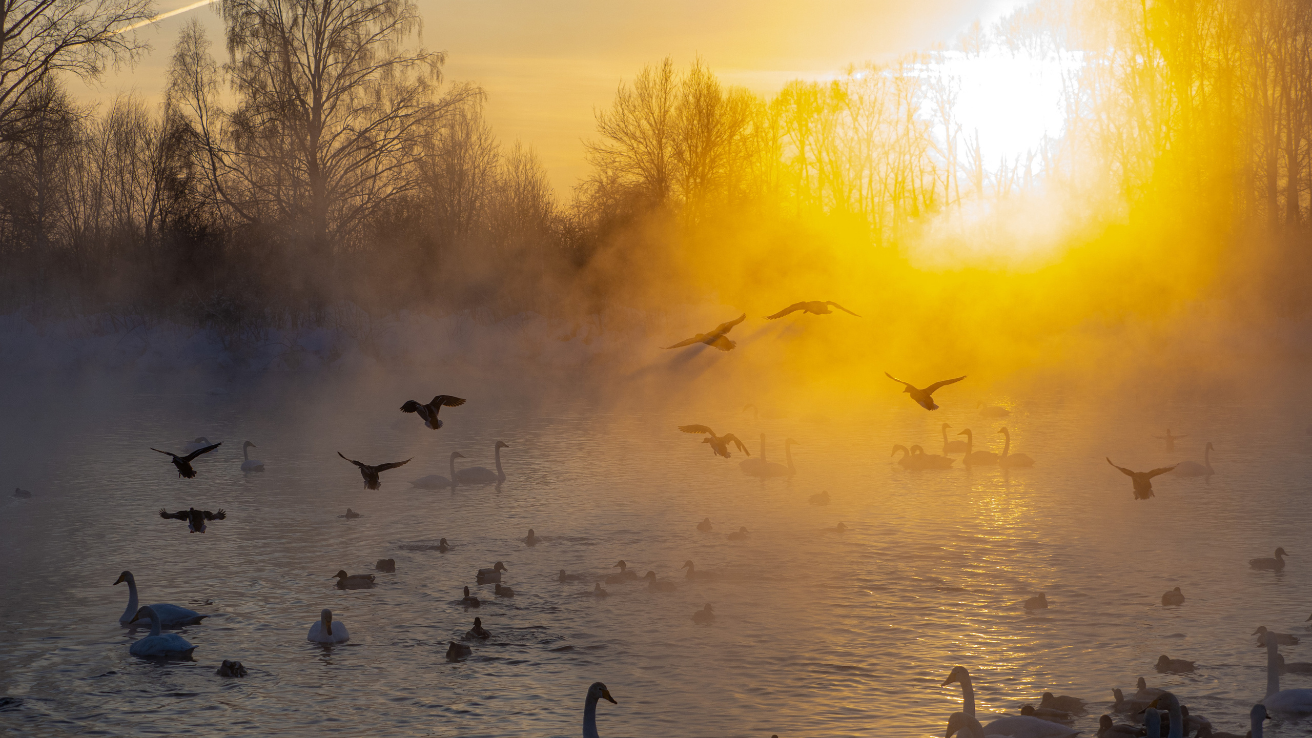 Зимовка лебедей на оз.Светлое, Алтай. Творческие сьемки