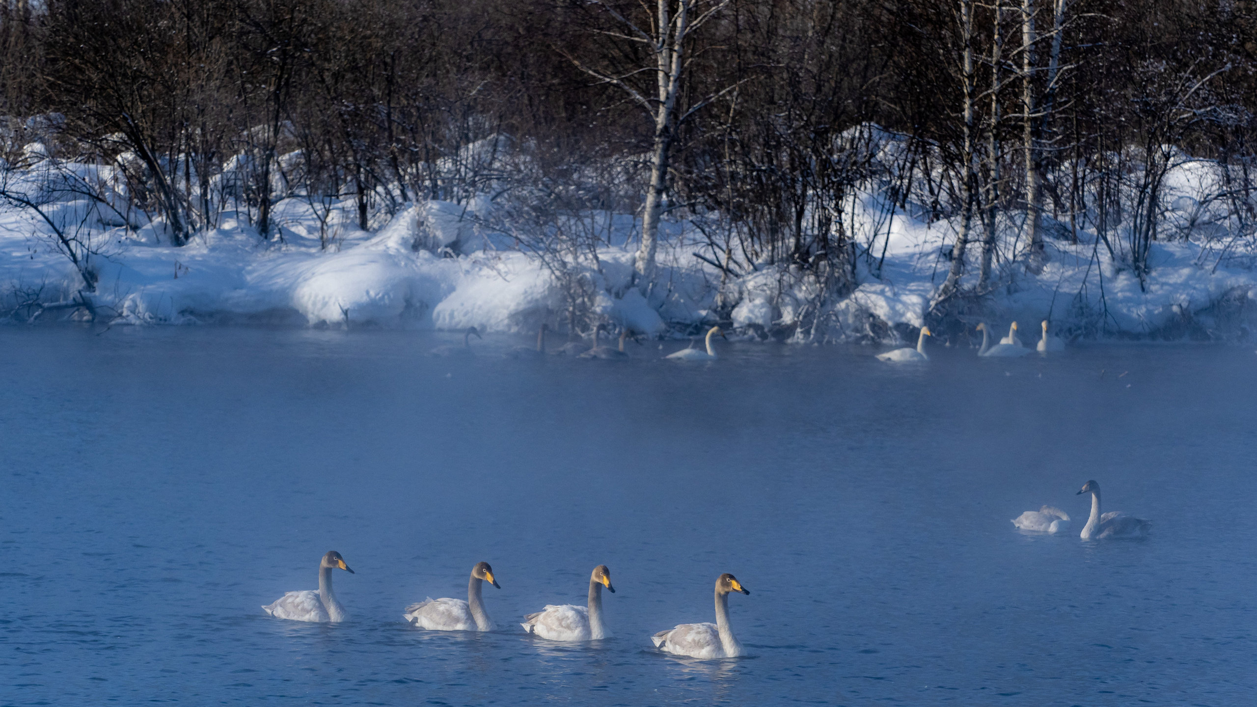 Зимовка лебедей на оз.Светлое, Алтай. Творческие сьемки
