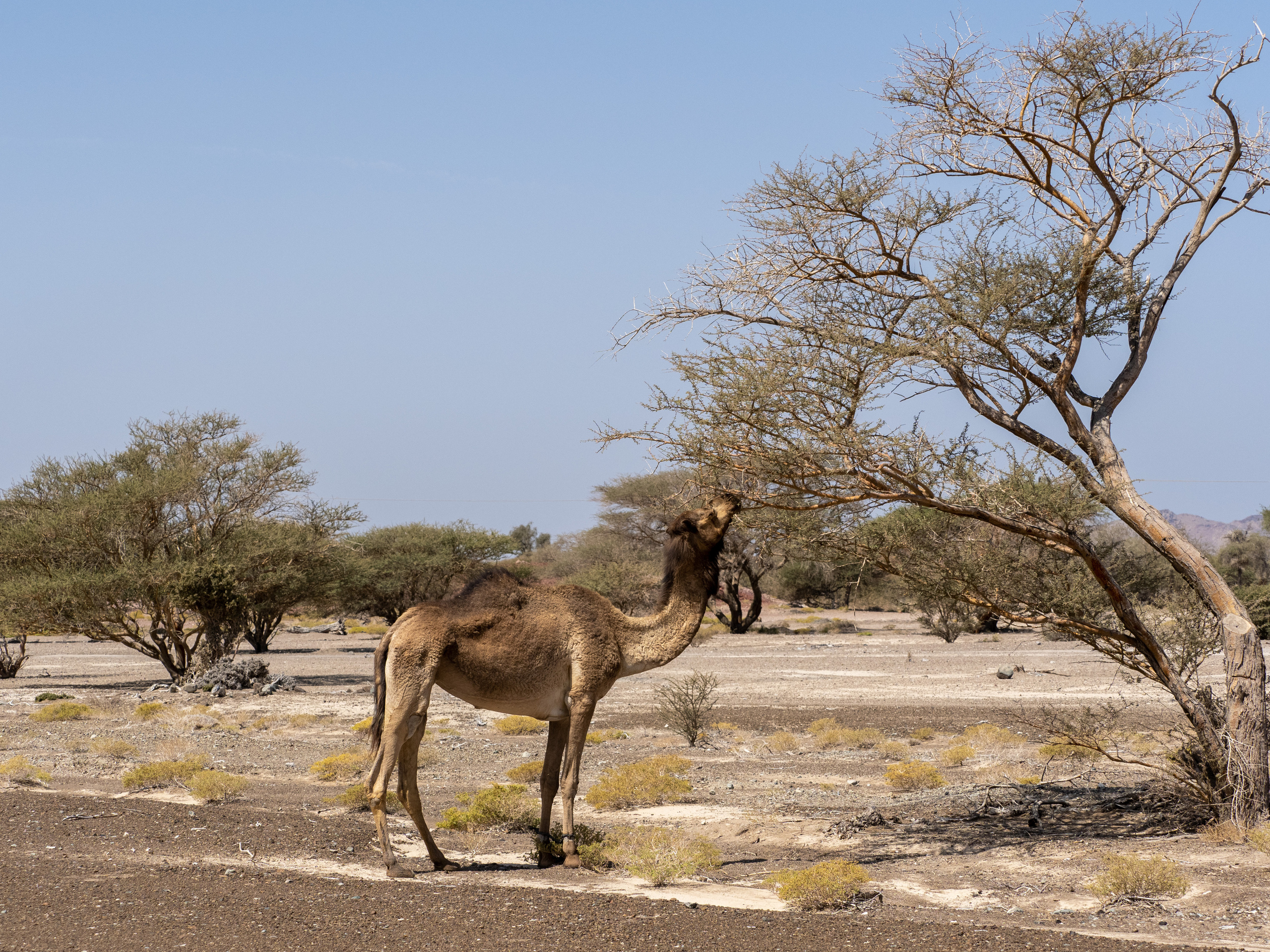 Оман. Творческие сьемки