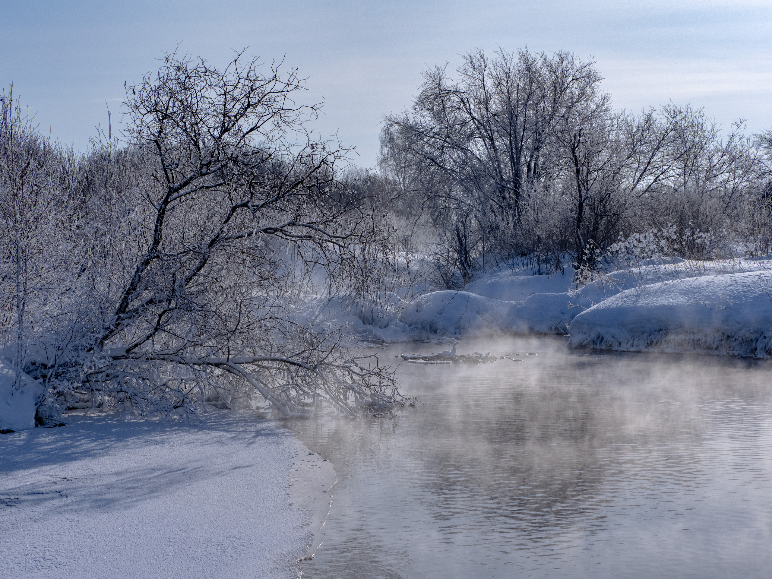 Зимовка лебедей на оз.Светлое, Алтай. Творческие сьемки