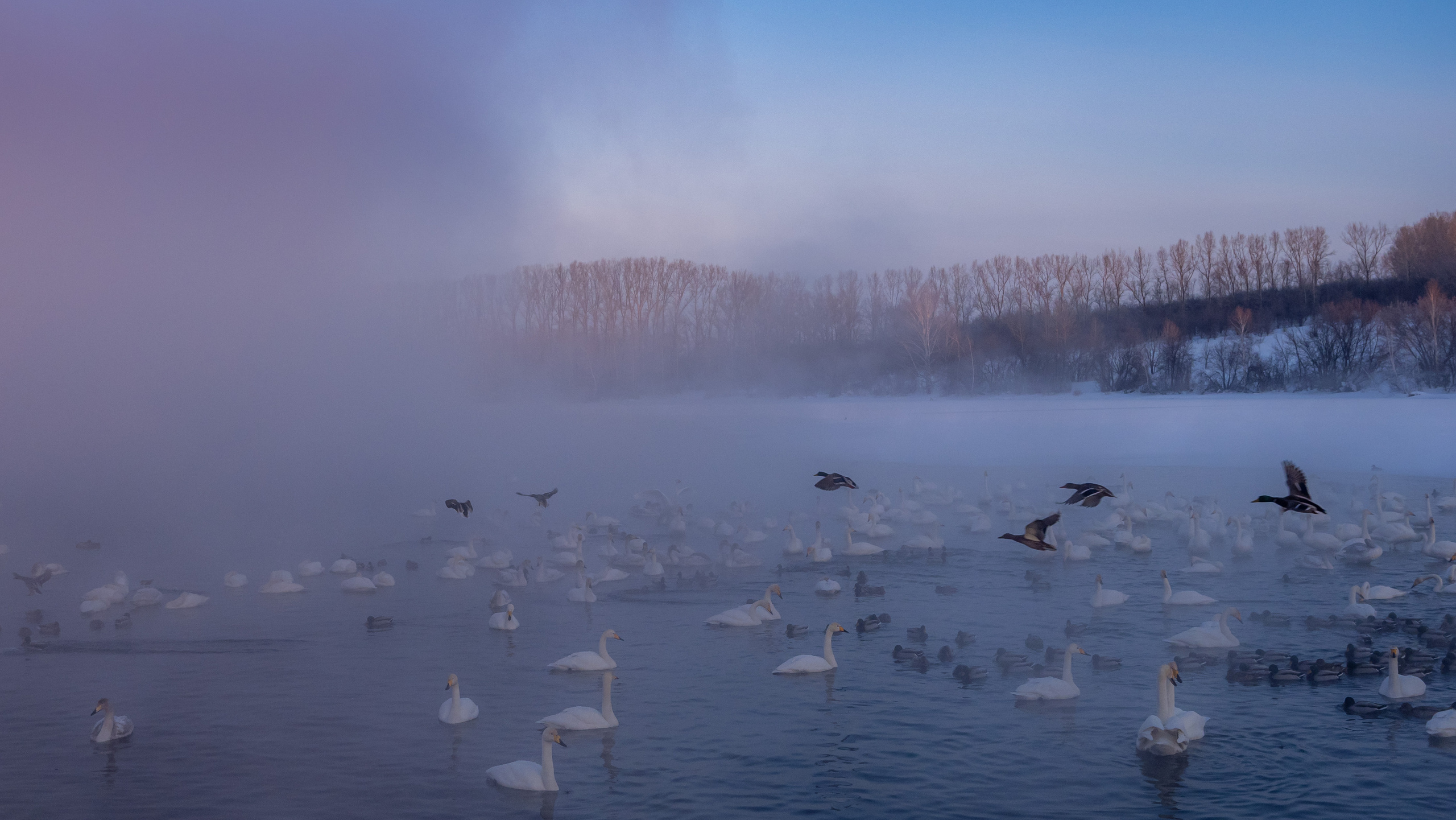 Зимовка лебедей на оз.Светлое, Алтай. Творческие сьемки