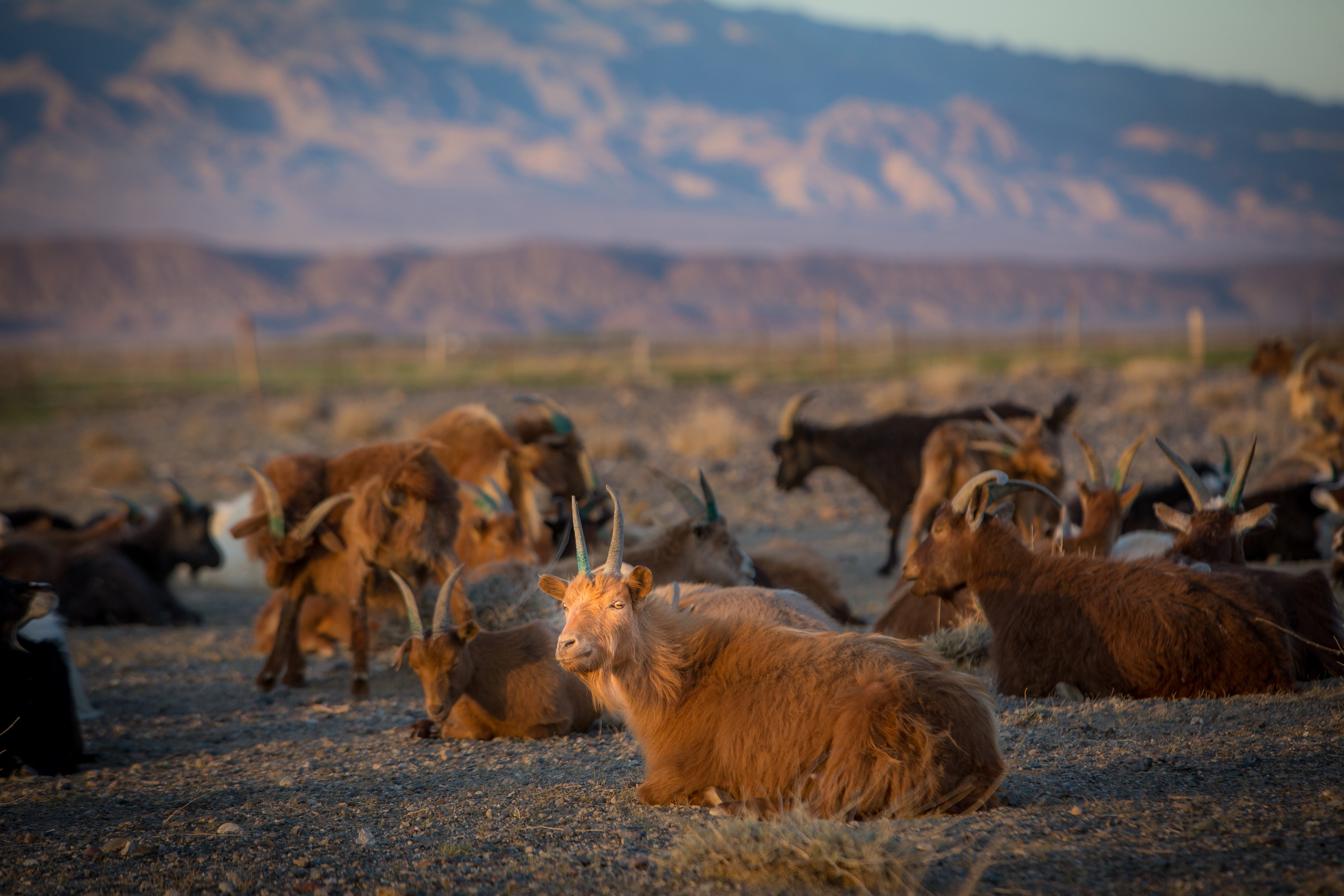 Монголия. Творческие сьемки