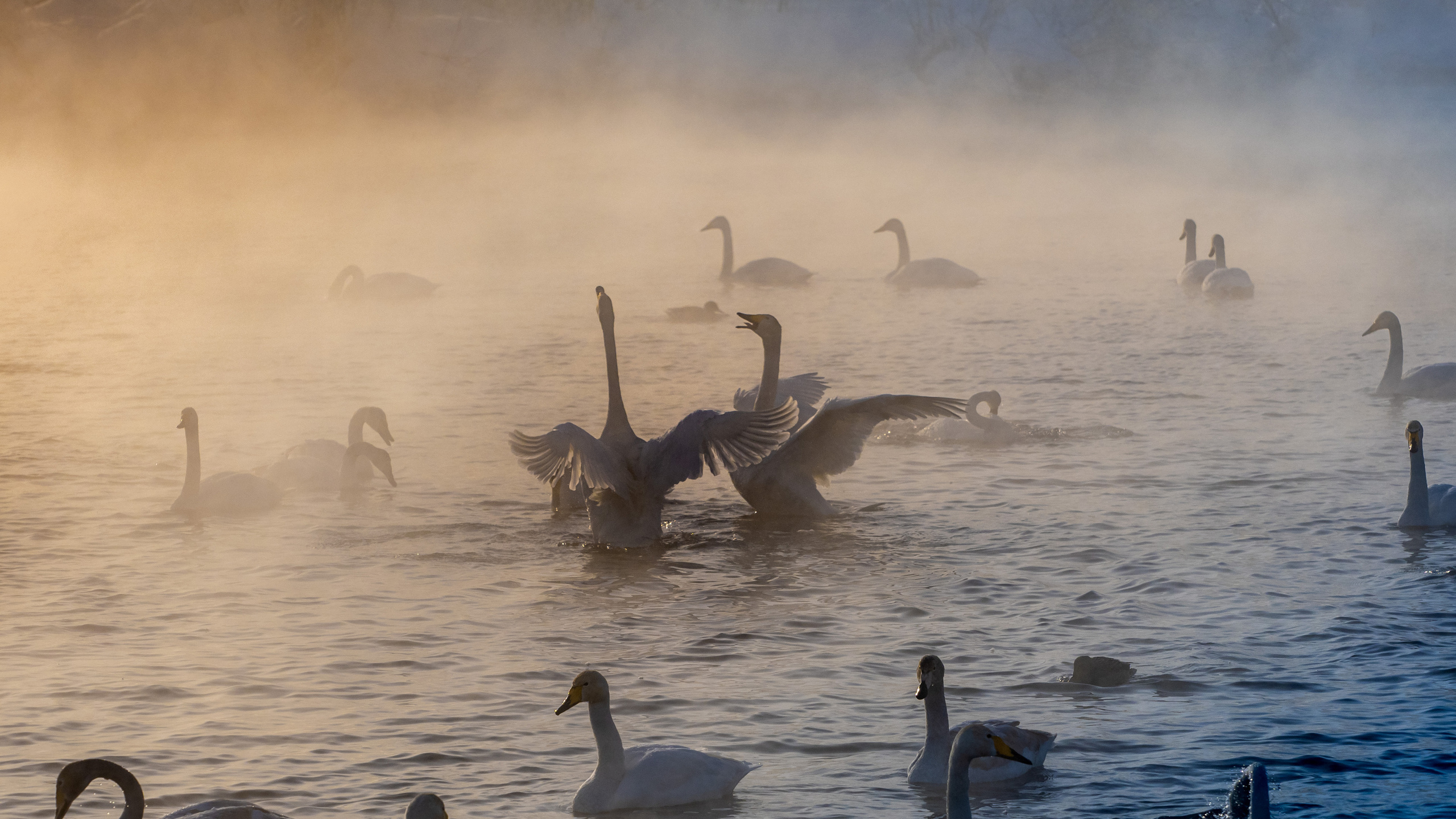 Зимовка лебедей на оз.Светлое, Алтай. Творческие сьемки