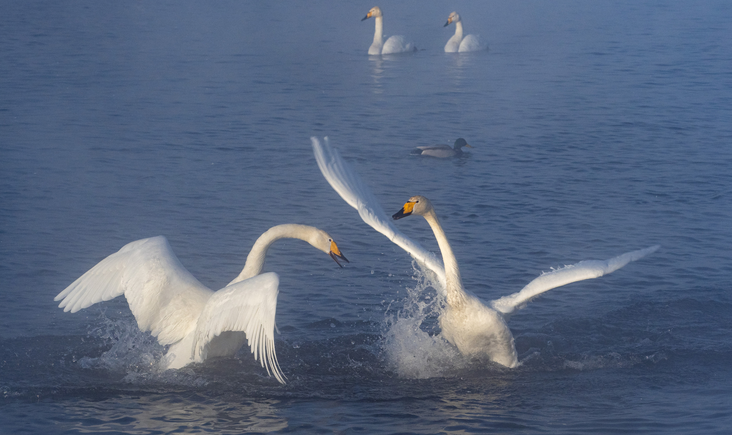Зимовка лебедей на оз.Светлое, Алтай. Творческие сьемки