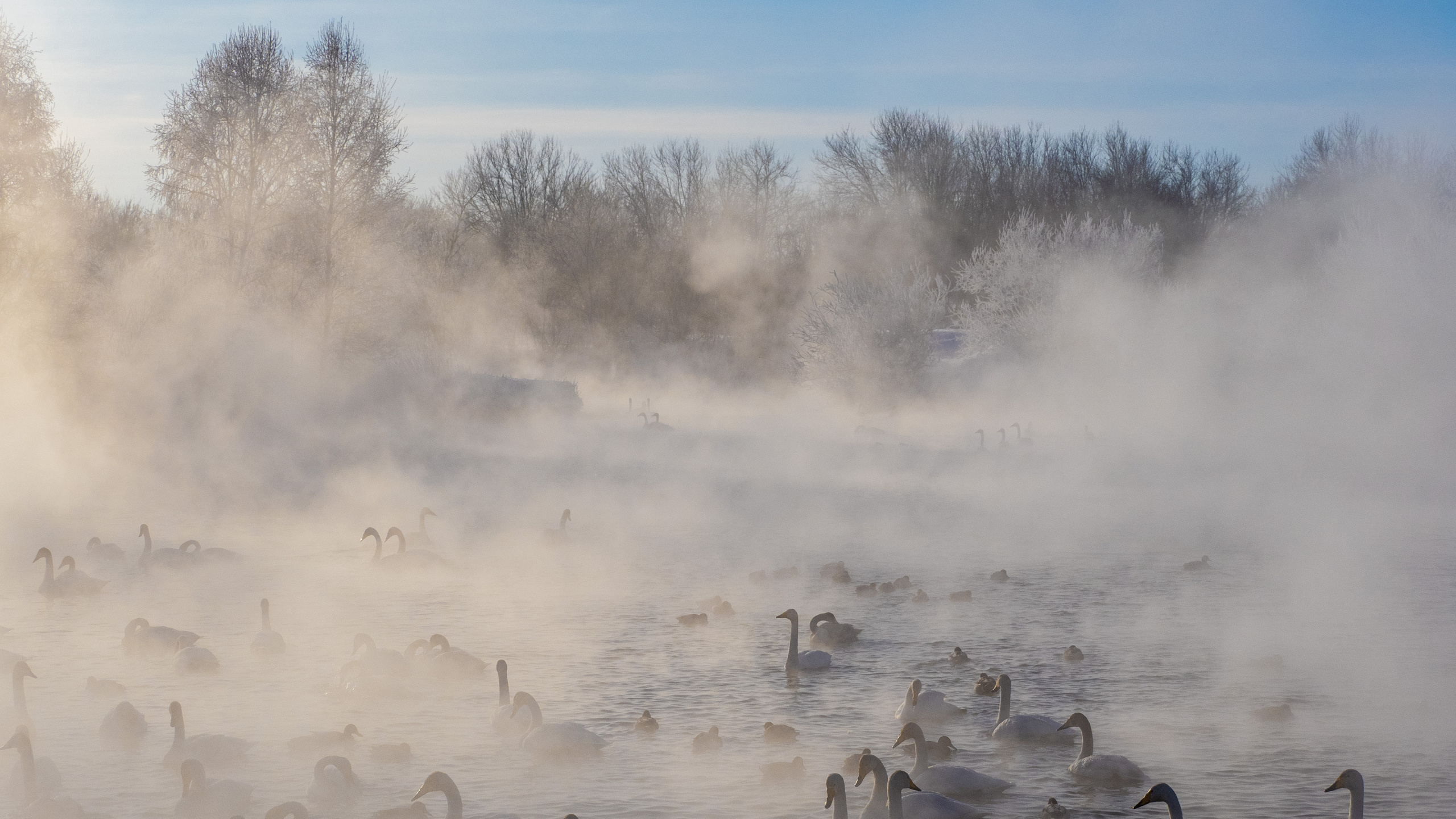 Зимовка лебедей на оз.Светлое, Алтай. Творческие сьемки