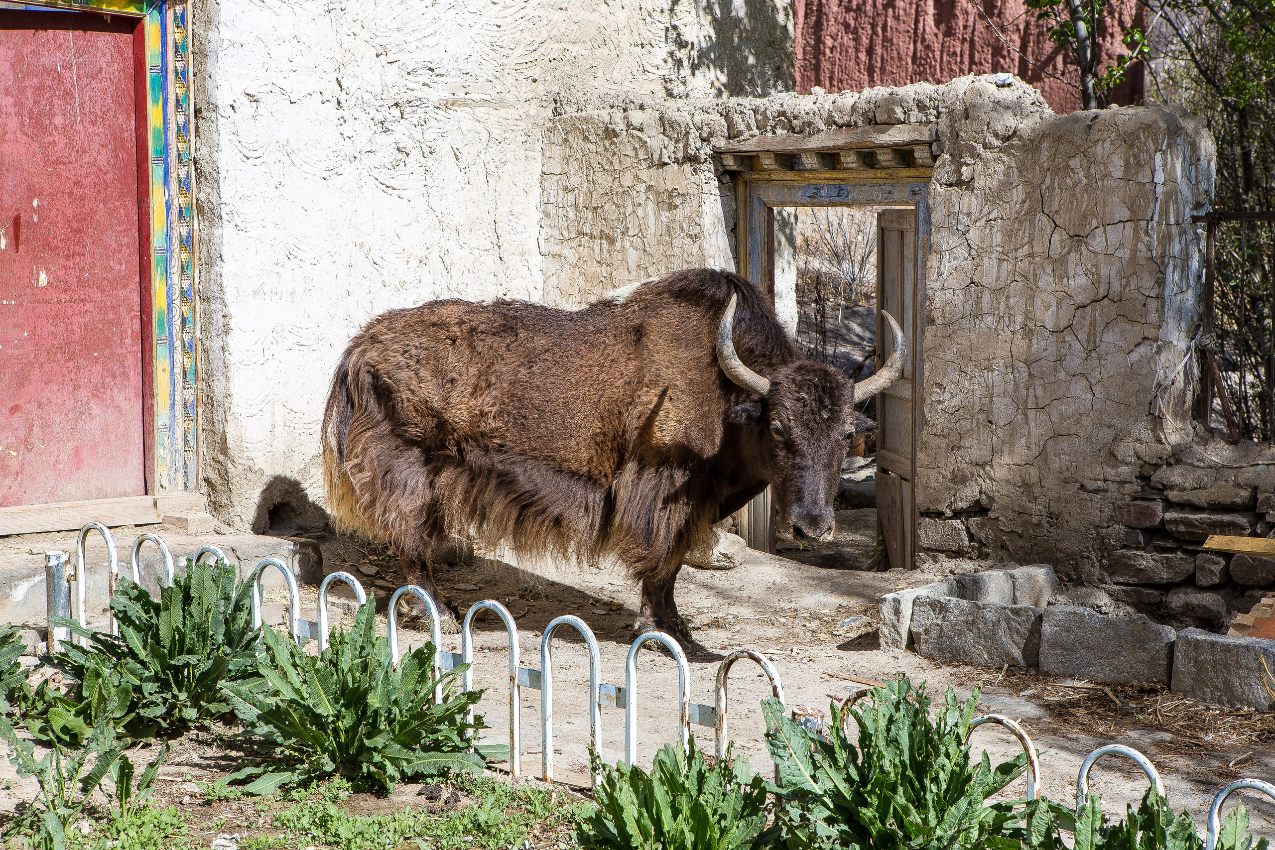 Китай, Тибет, Кора вокруг Кайласа, 2014. Творческие сьемки