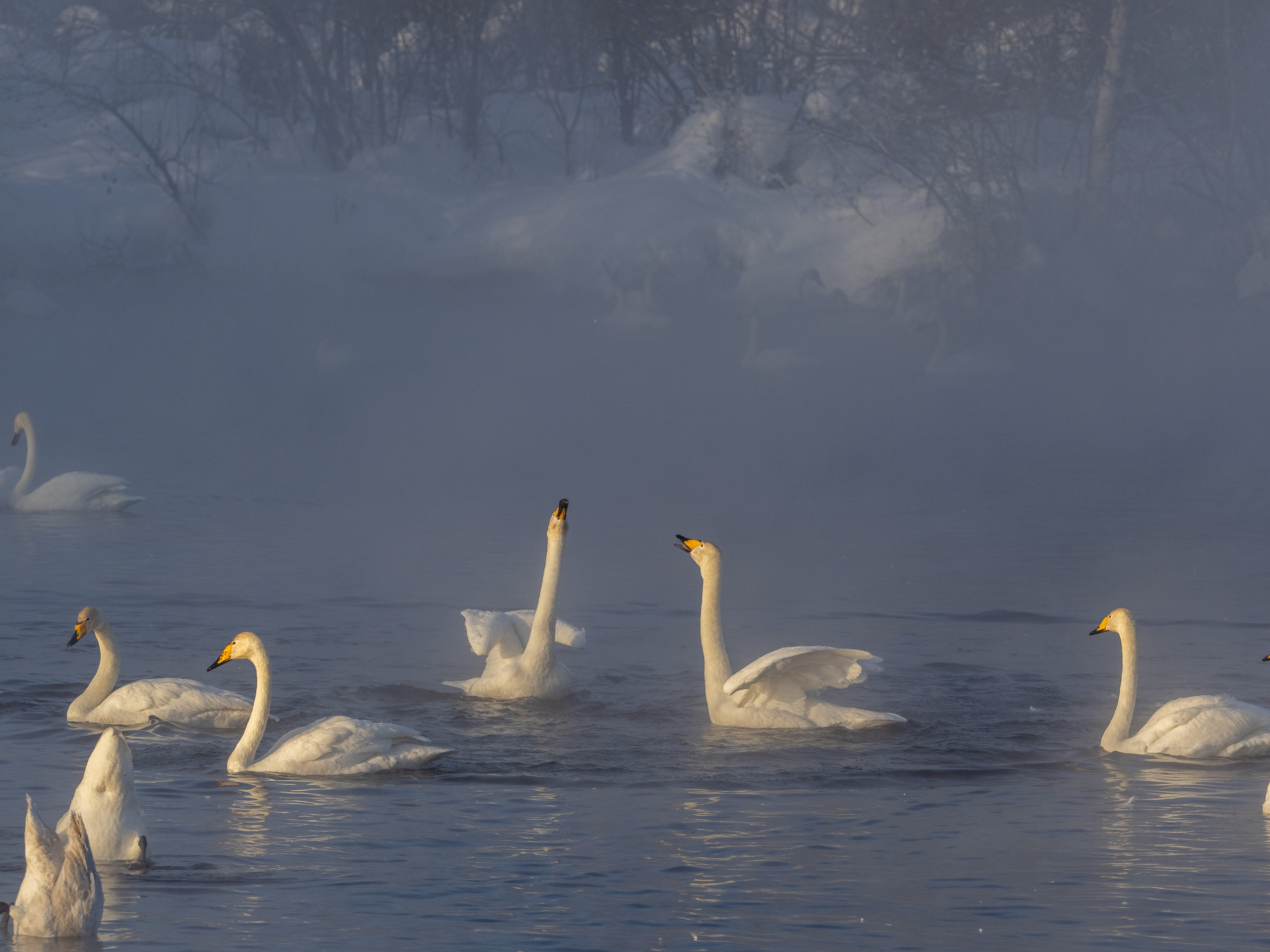Зимовка лебедей на оз.Светлое, Алтай. Творческие сьемки