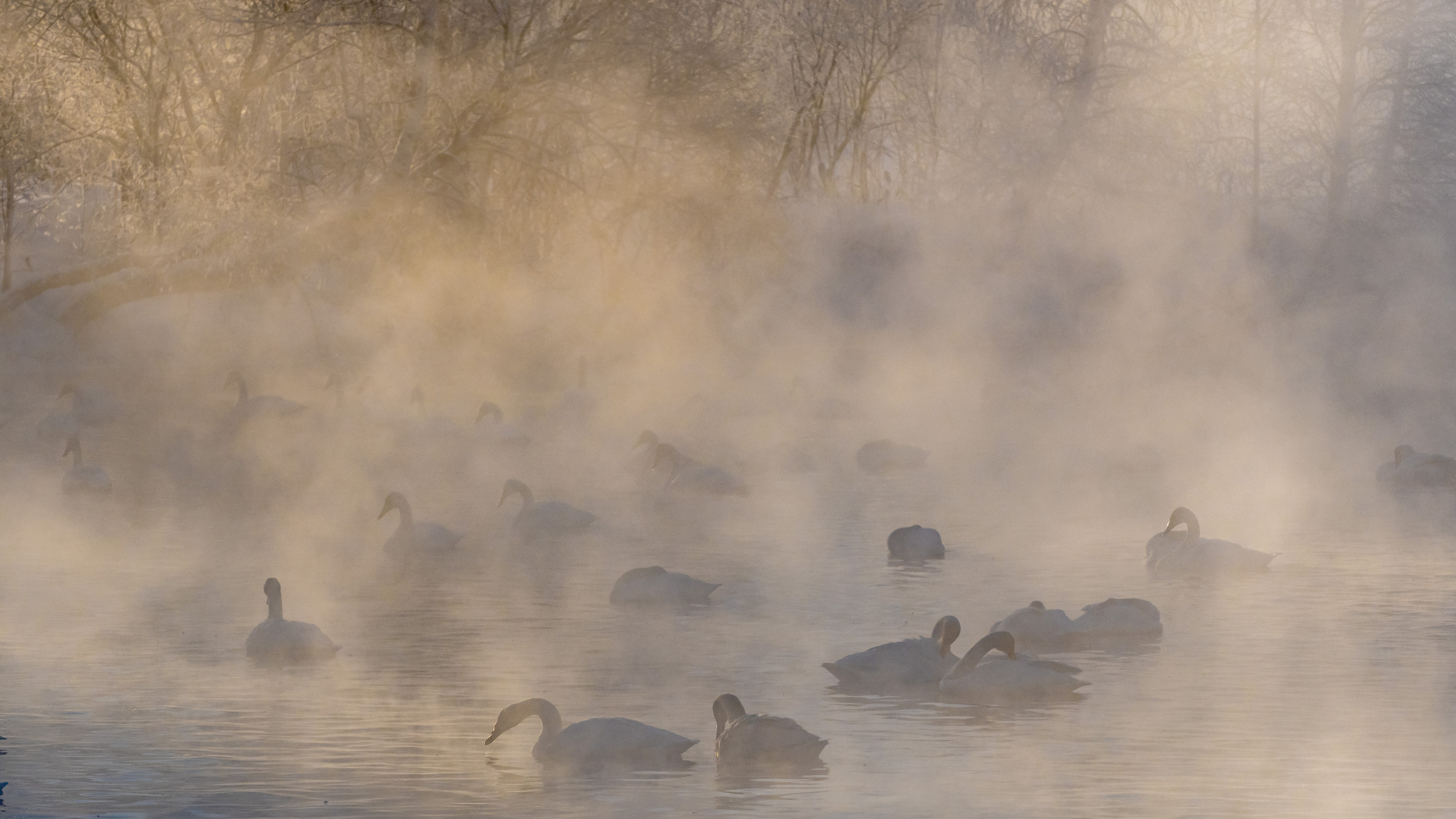 Зимовка лебедей на оз.Светлое, Алтай. Творческие сьемки