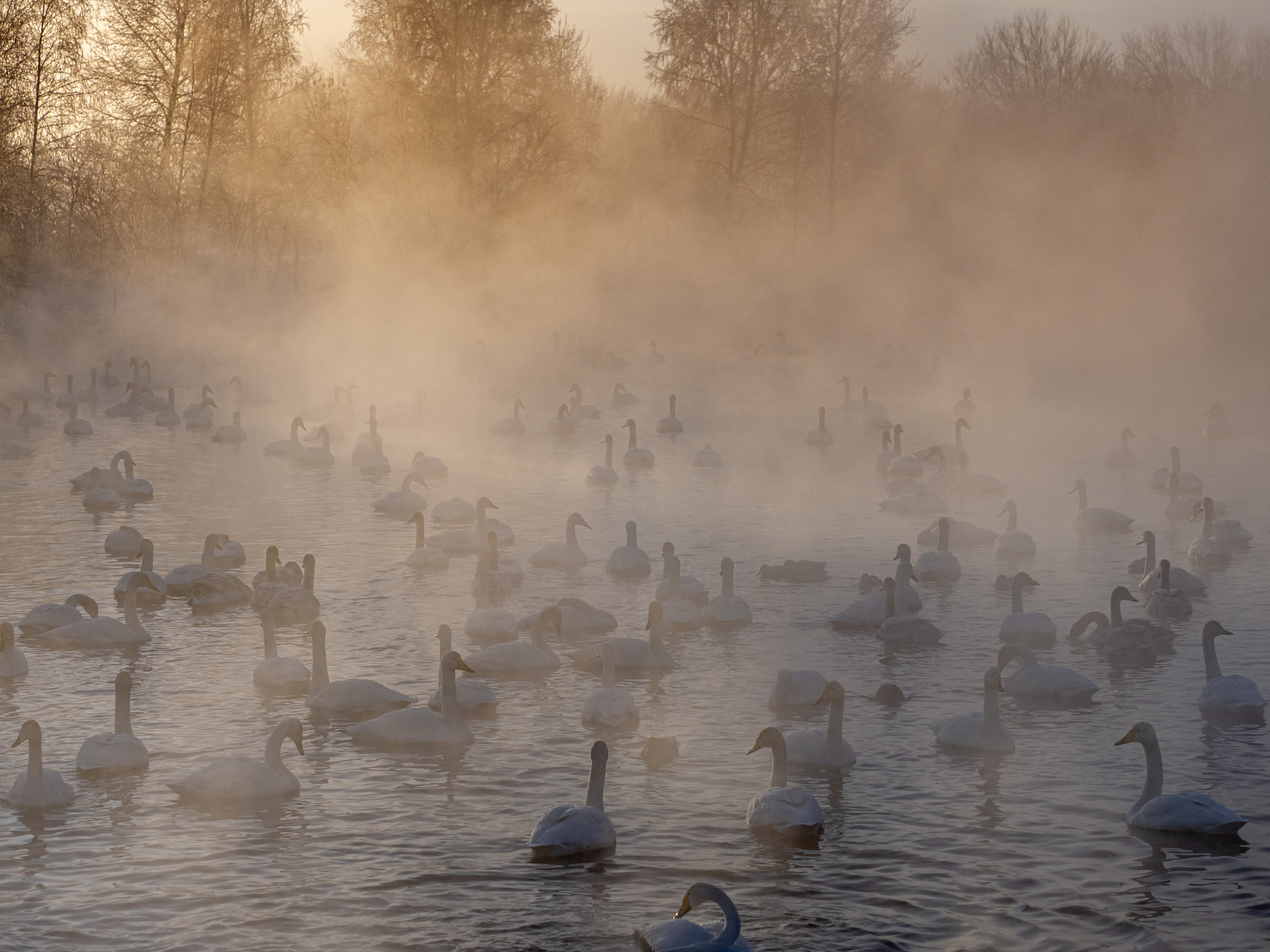 Зимовка лебедей на оз.Светлое, Алтай. Творческие сьемки
