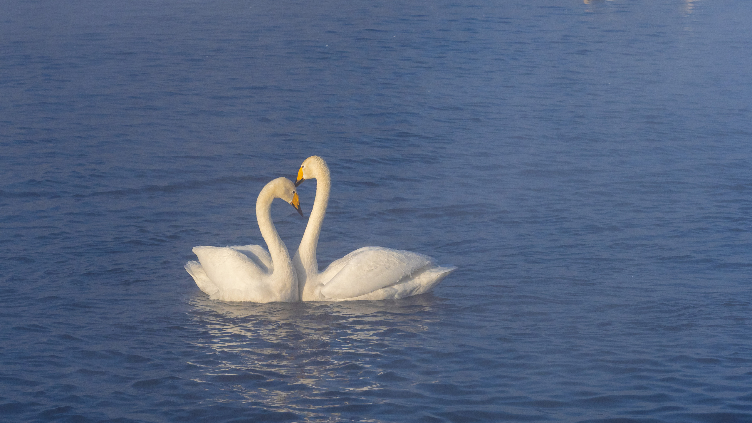Зимовка лебедей на оз.Светлое, Алтай. Творческие сьемки