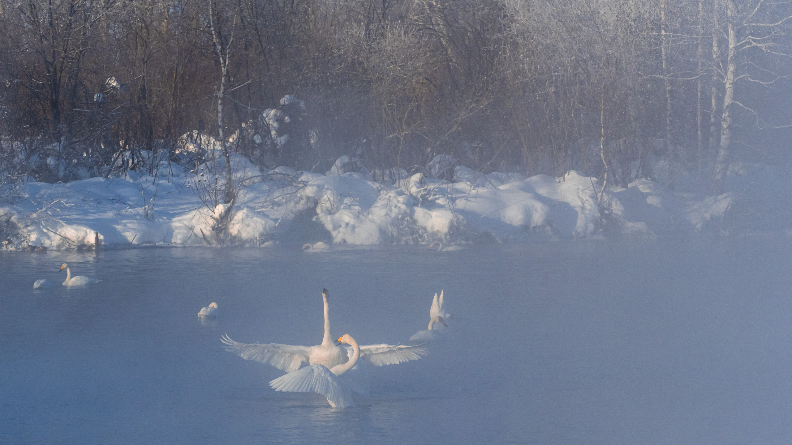 Зимовка лебедей на оз.Светлое, Алтай. Творческие сьемки