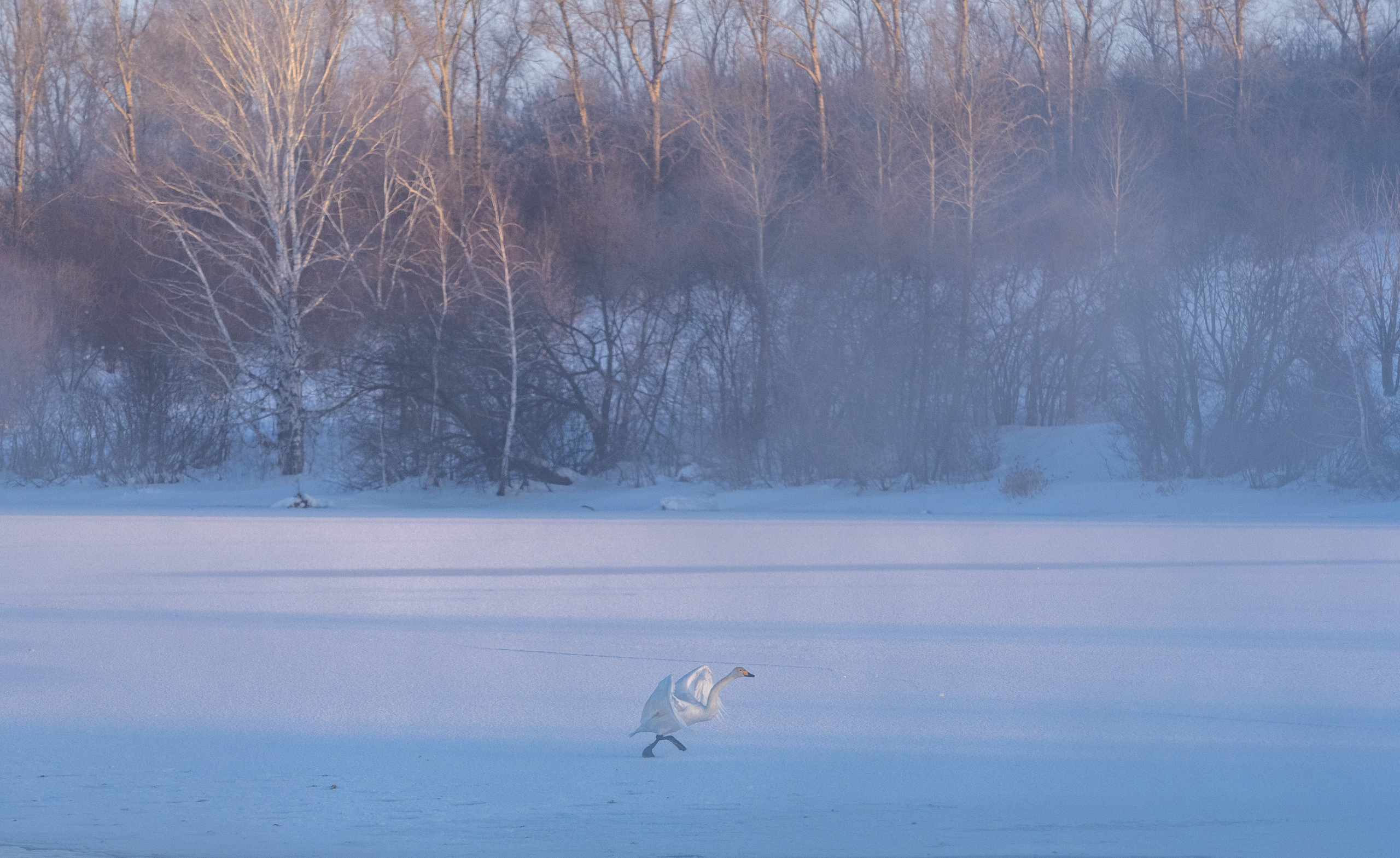 Зимовка лебедей на оз.Светлое, Алтай. Творческие сьемки
