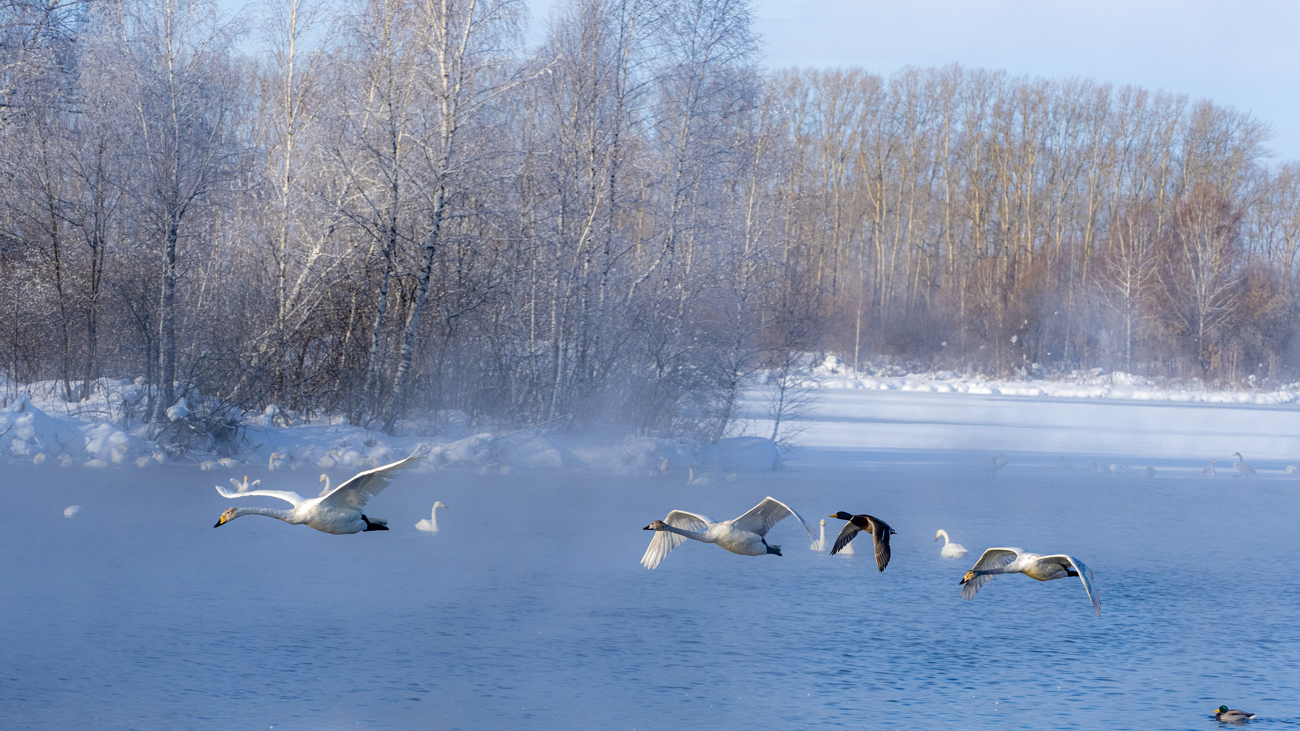 Зимовка лебедей на оз.Светлое, Алтай. Творческие сьемки