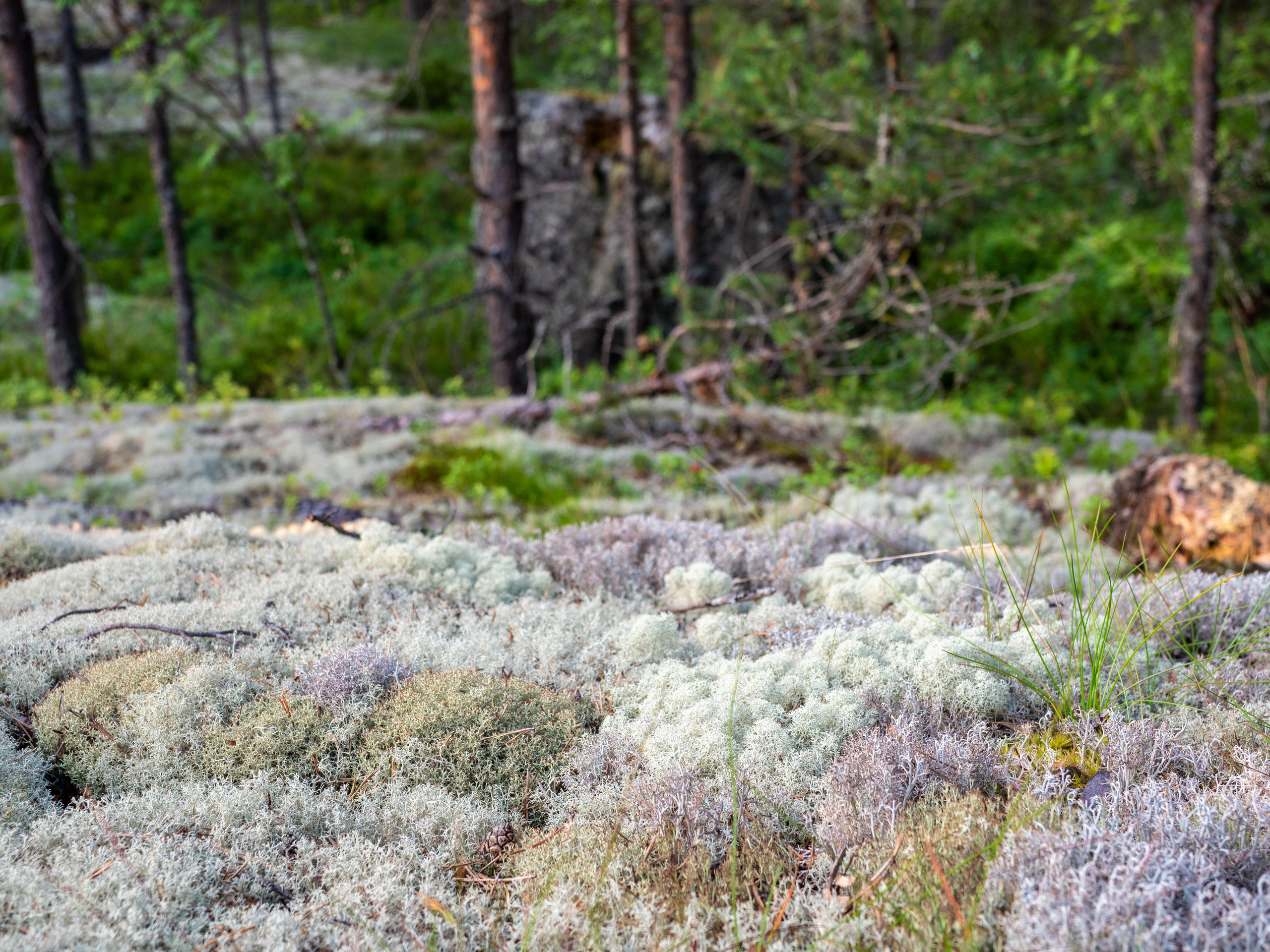 Карелия, Ладога. Творческие сьемки