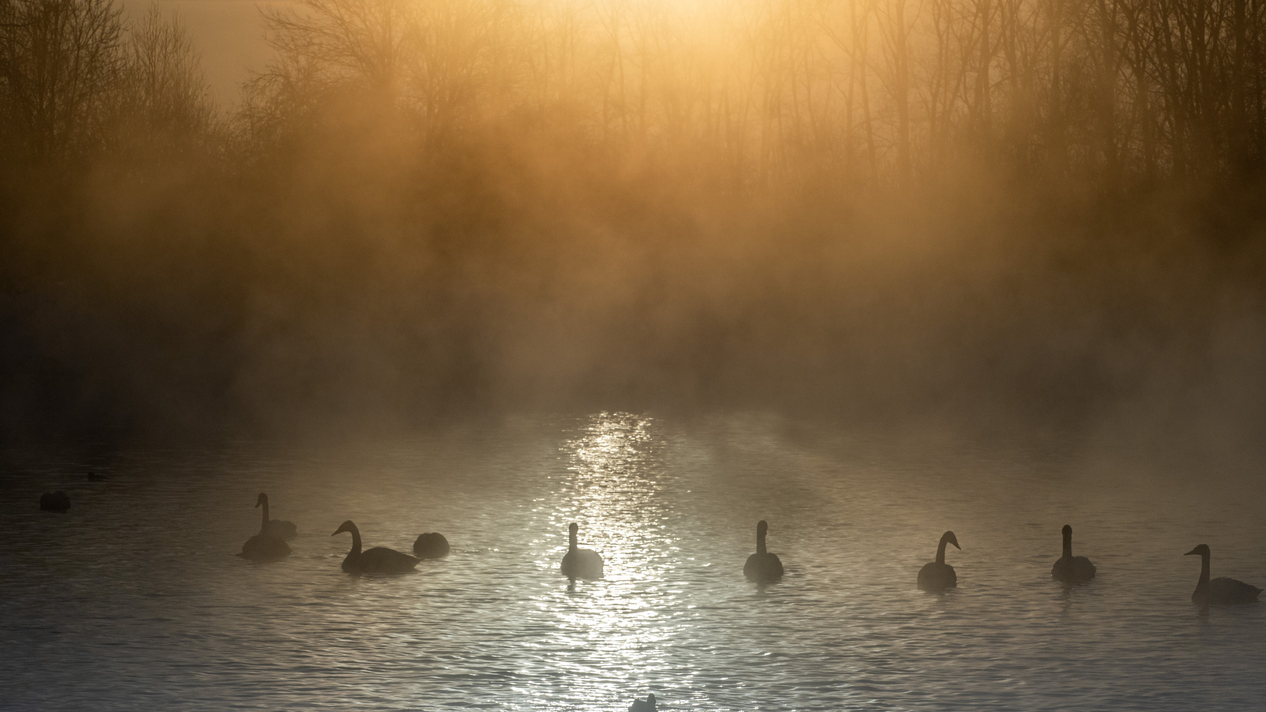 Зимовка лебедей на оз.Светлое, Алтай. Творческие сьемки