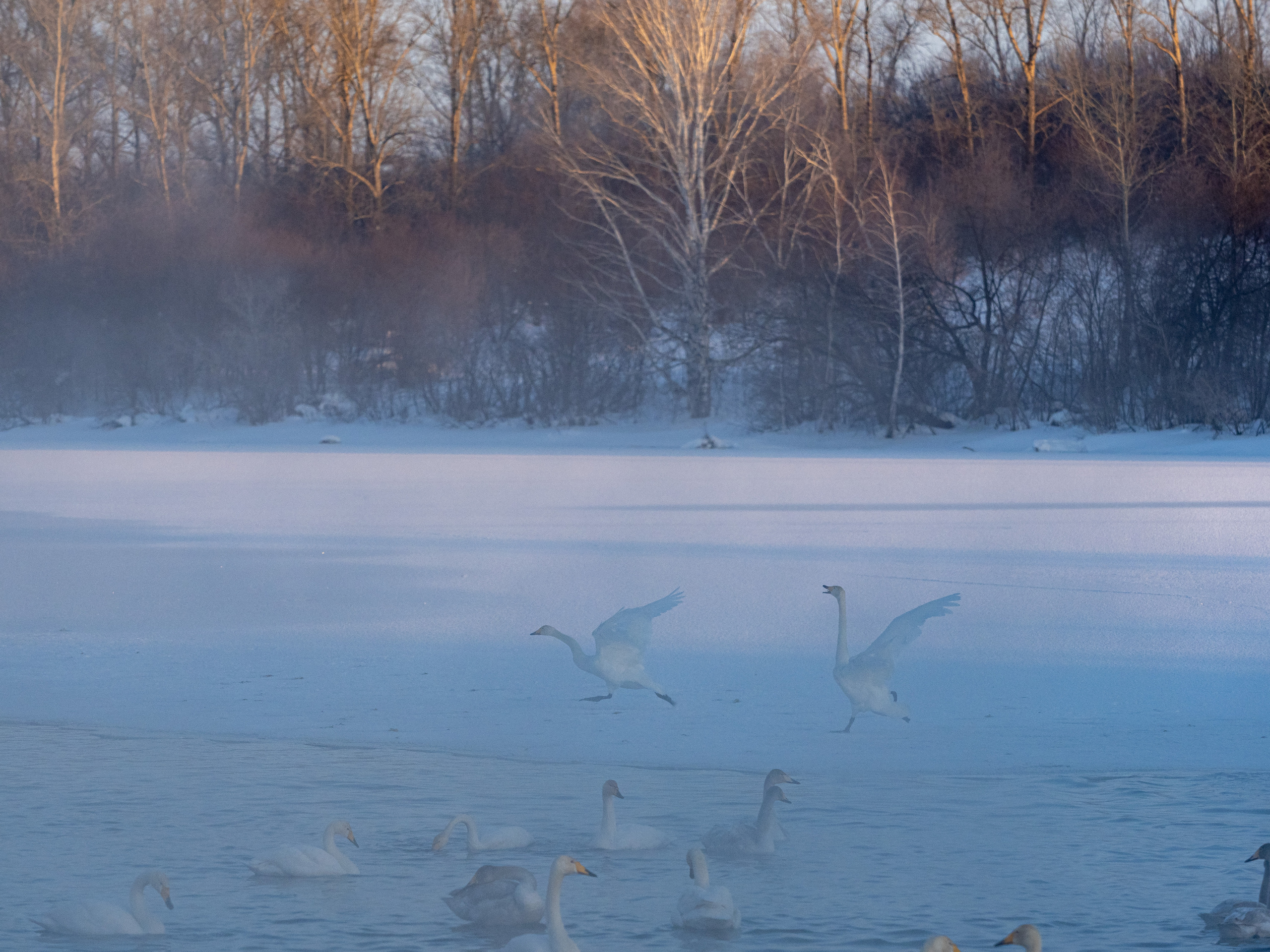 Зимовка лебедей на оз.Светлое, Алтай. Творческие сьемки