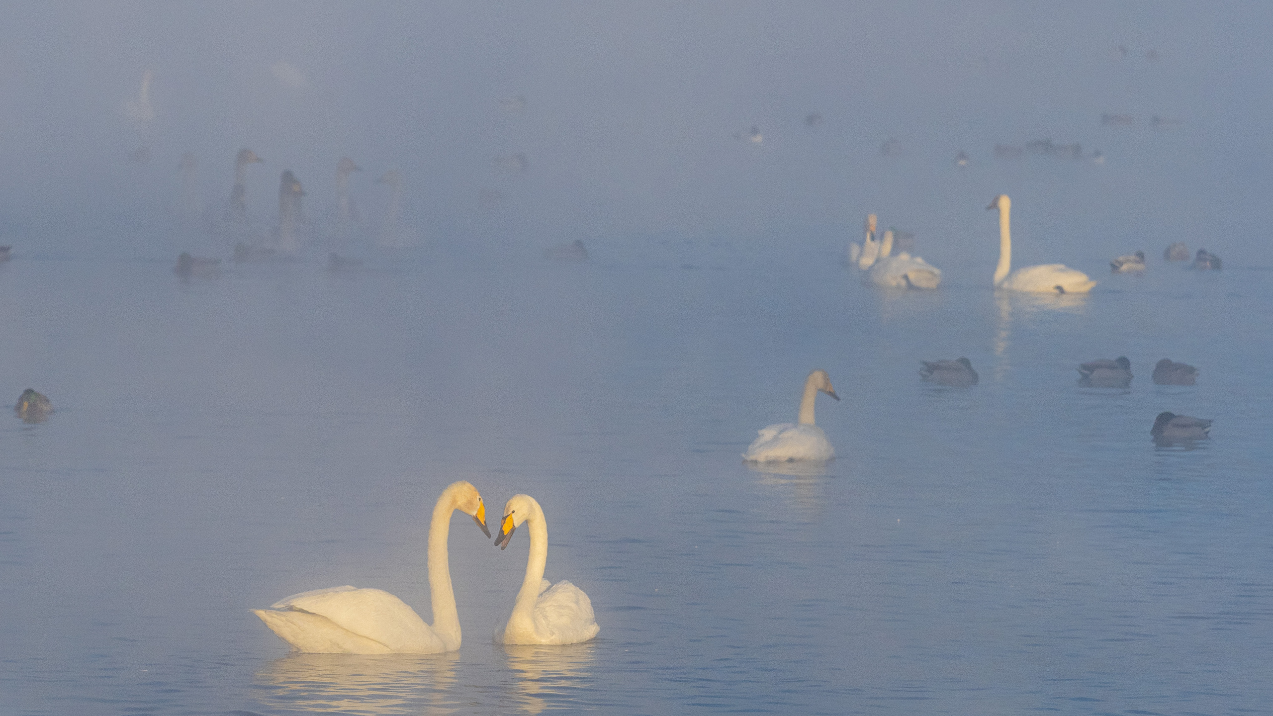 Зимовка лебедей на оз.Светлое, Алтай. Творческие сьемки
