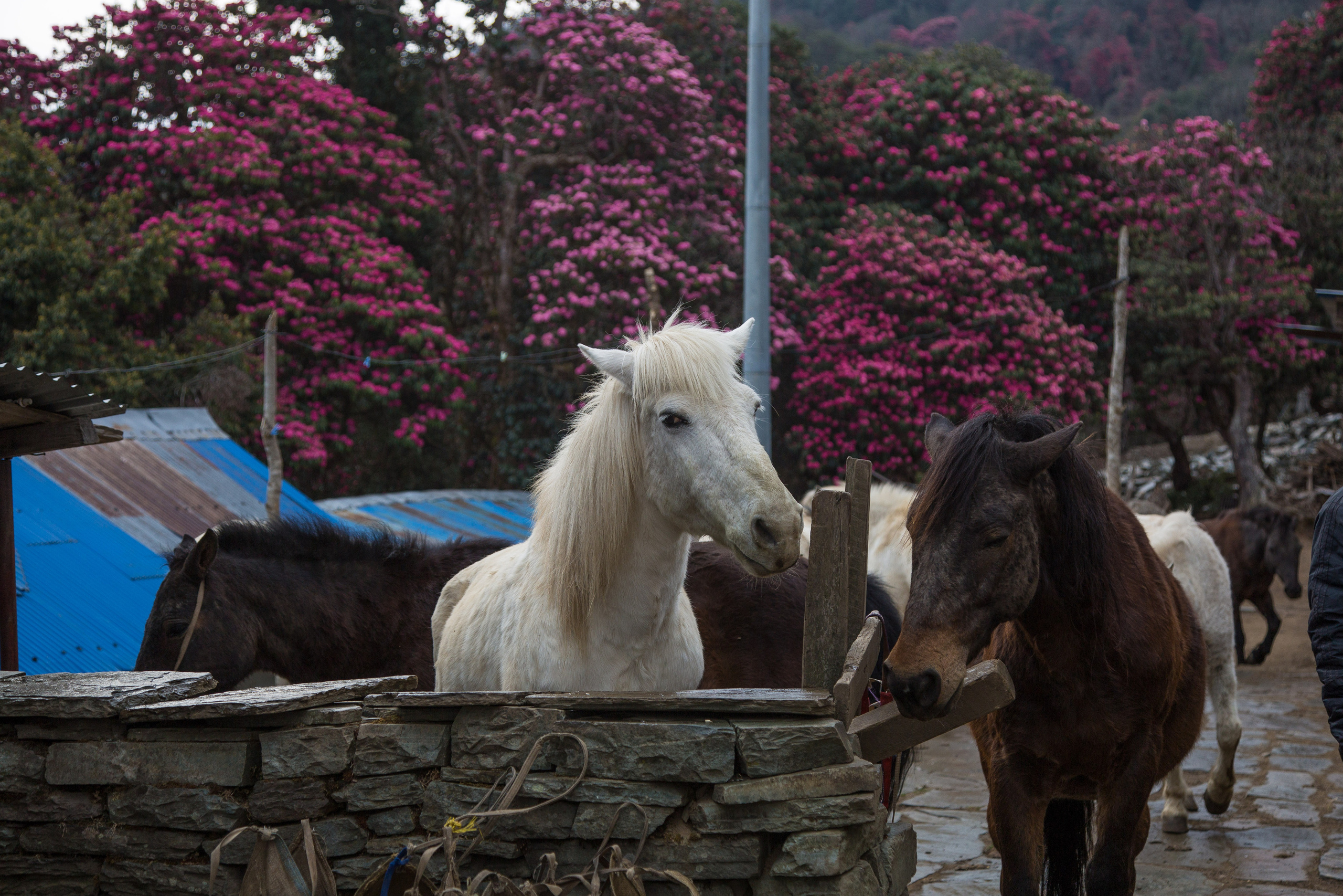 Непал. Творческие сьемки