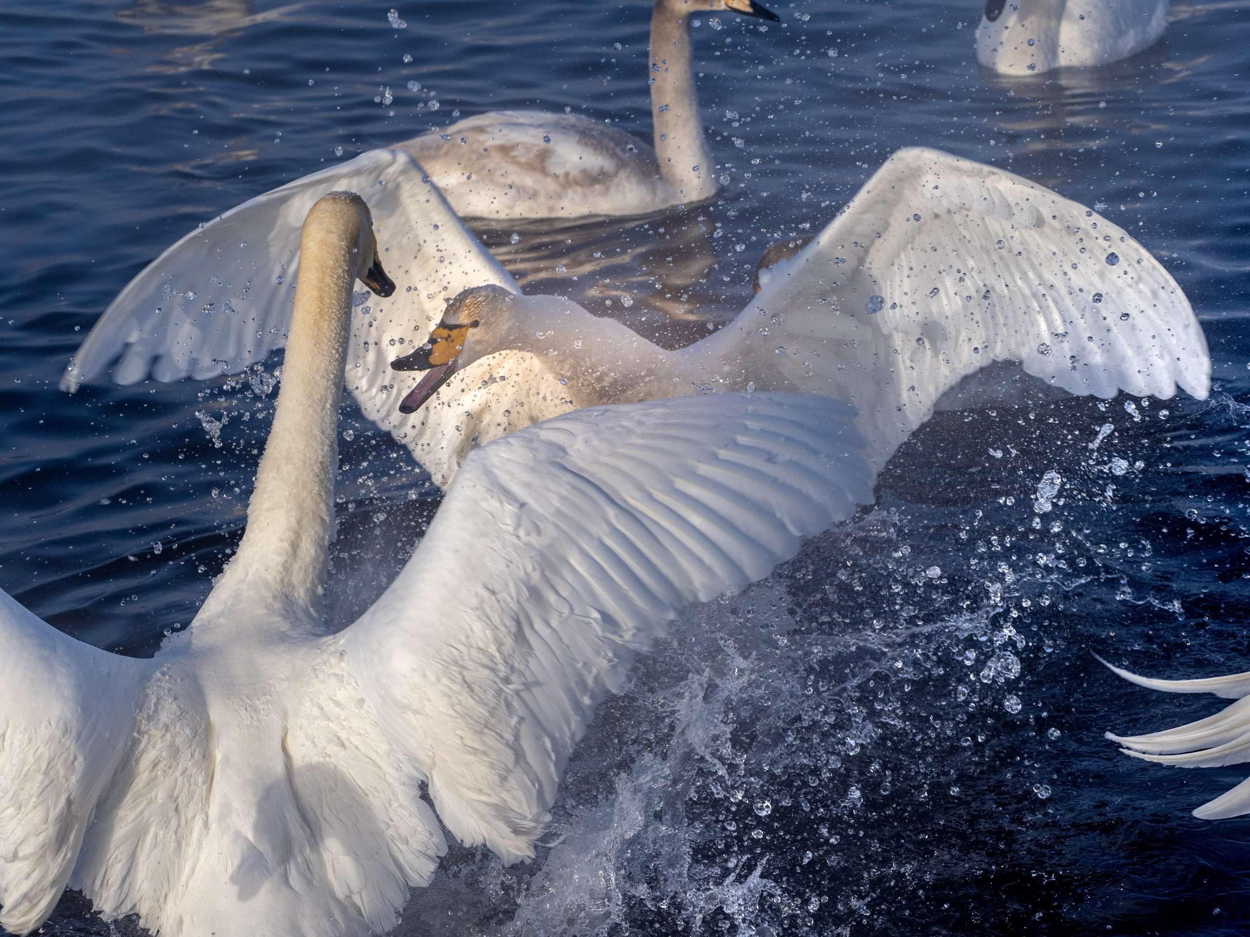 Зимовка лебедей на оз.Светлое, Алтай. Творческие сьемки