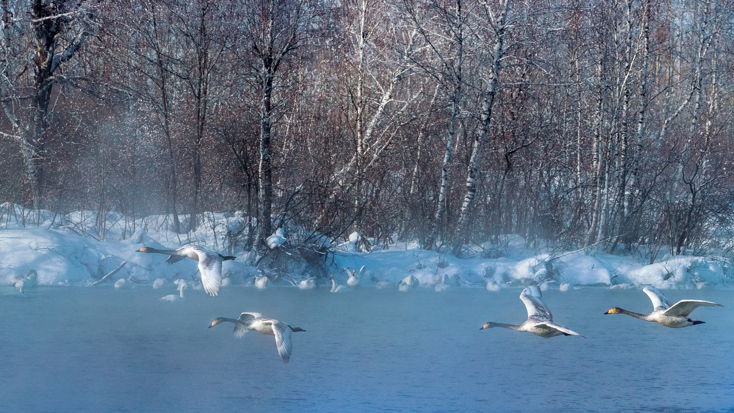 Зимовка лебедей на оз.Светлое, Алтай. Творческие сьемки