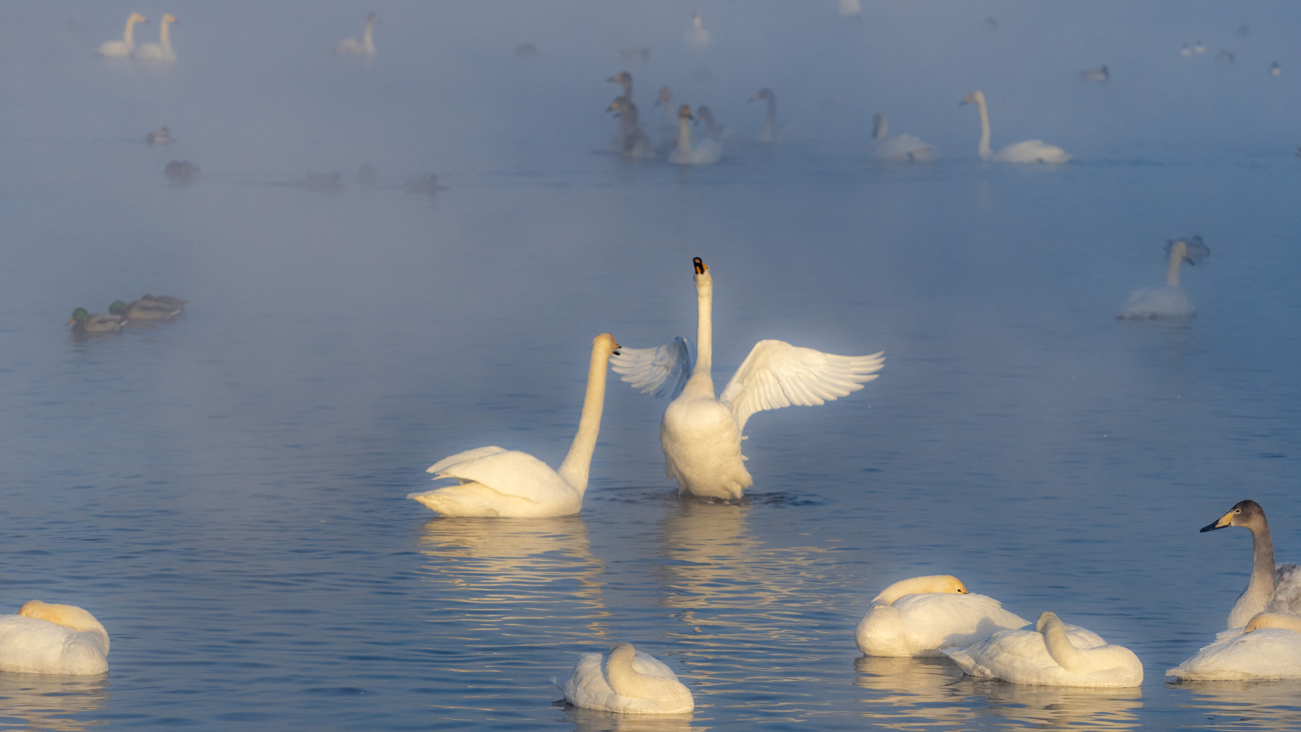 Зимовка лебедей на оз.Светлое, Алтай. Творческие сьемки