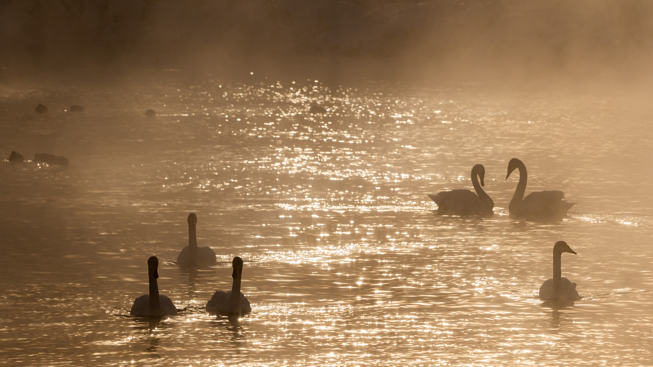 Зимовка лебедей на оз.Светлое, Алтай. Творческие сьемки