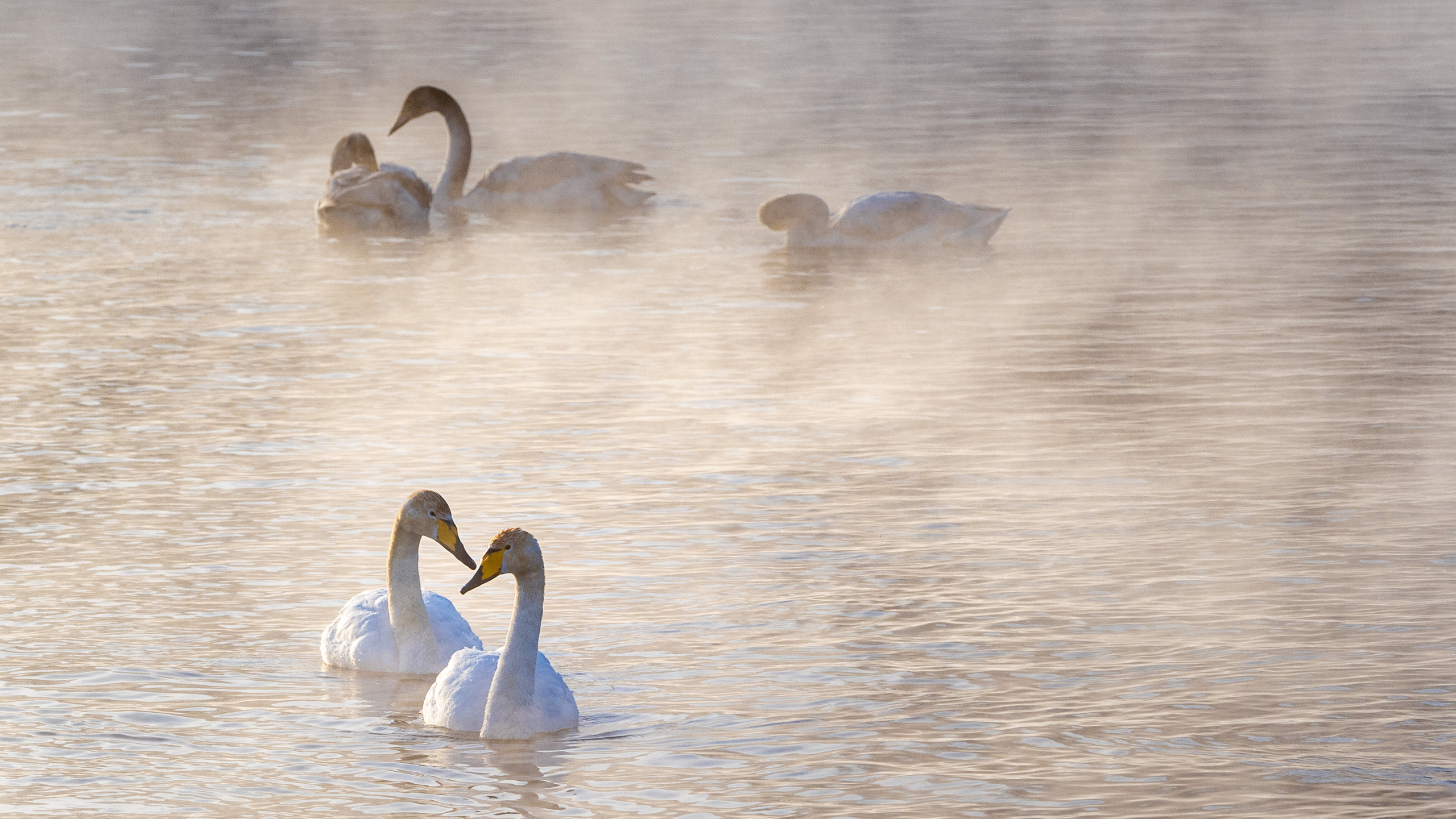 Зимовка лебедей на оз.Светлое, Алтай. Творческие сьемки