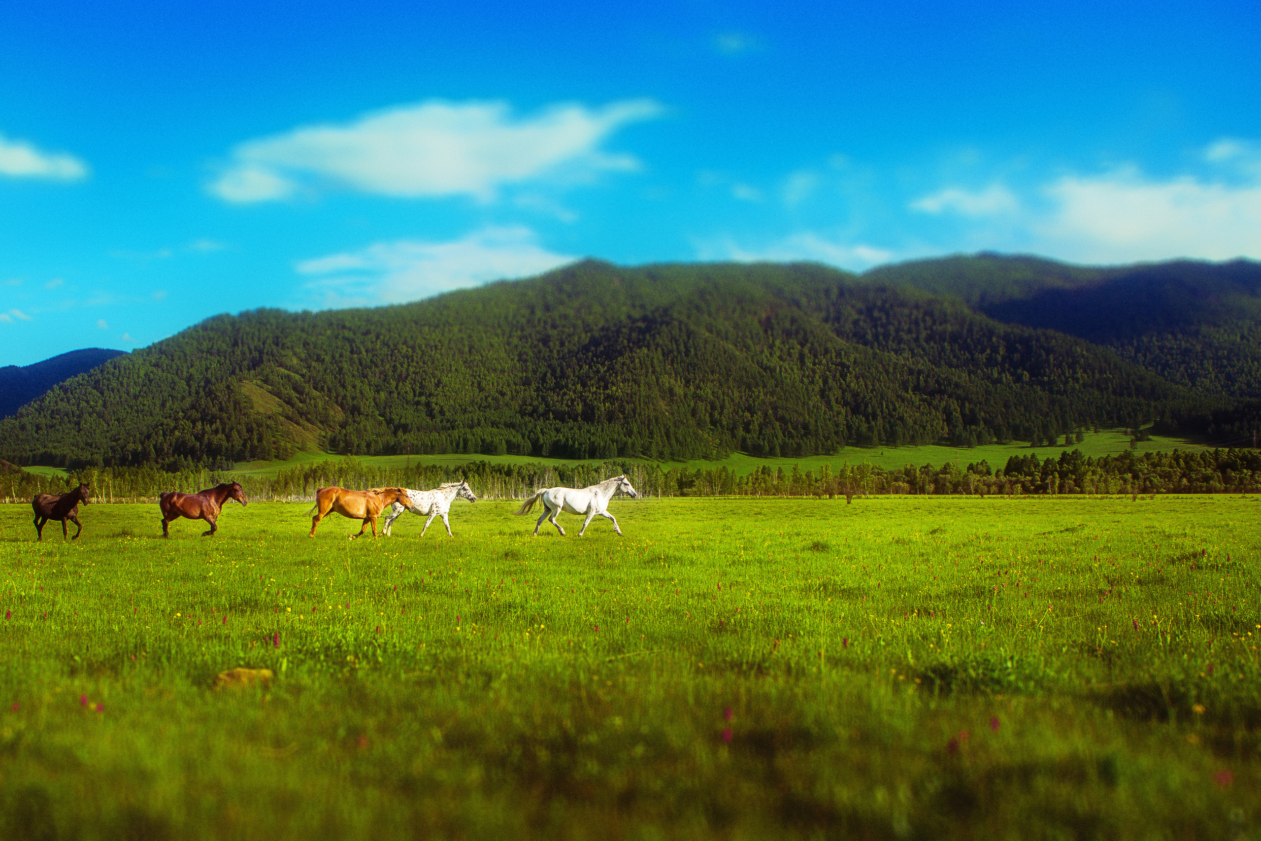 Алтай. Творческие сьемки