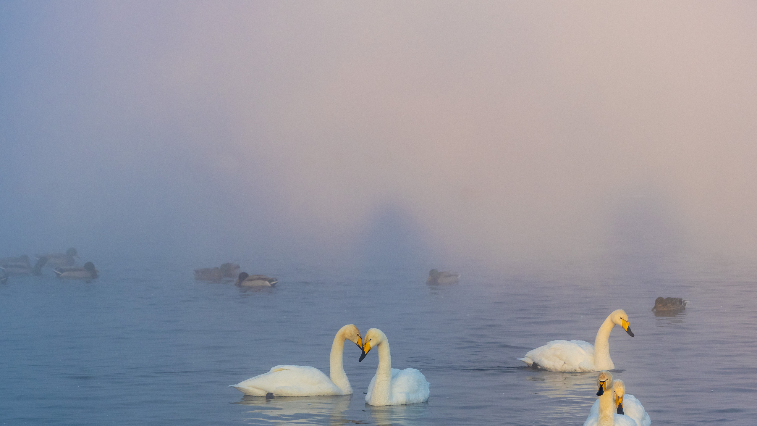 Зимовка лебедей на оз.Светлое, Алтай. Творческие сьемки
