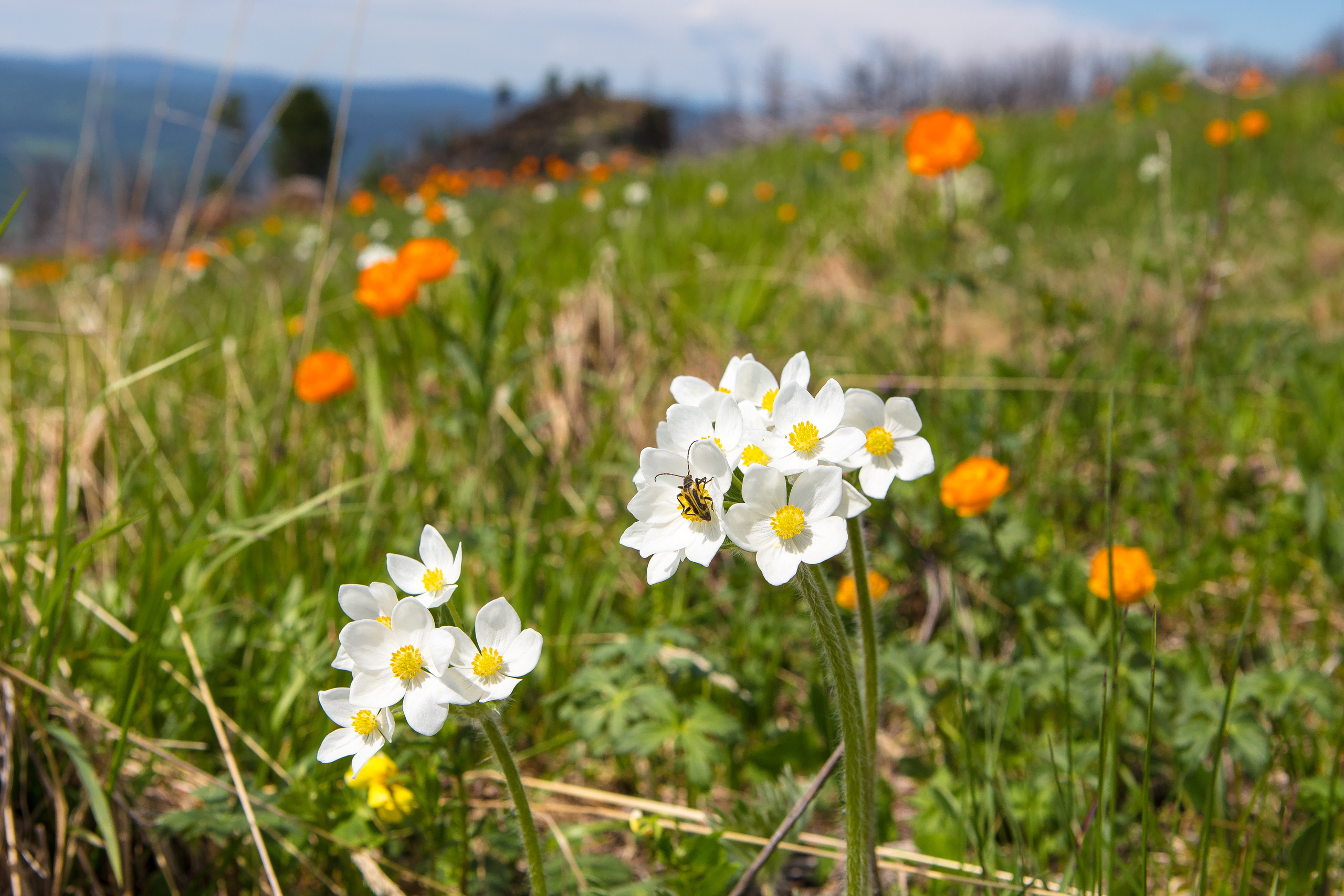 Алтай. Творческие сьемки