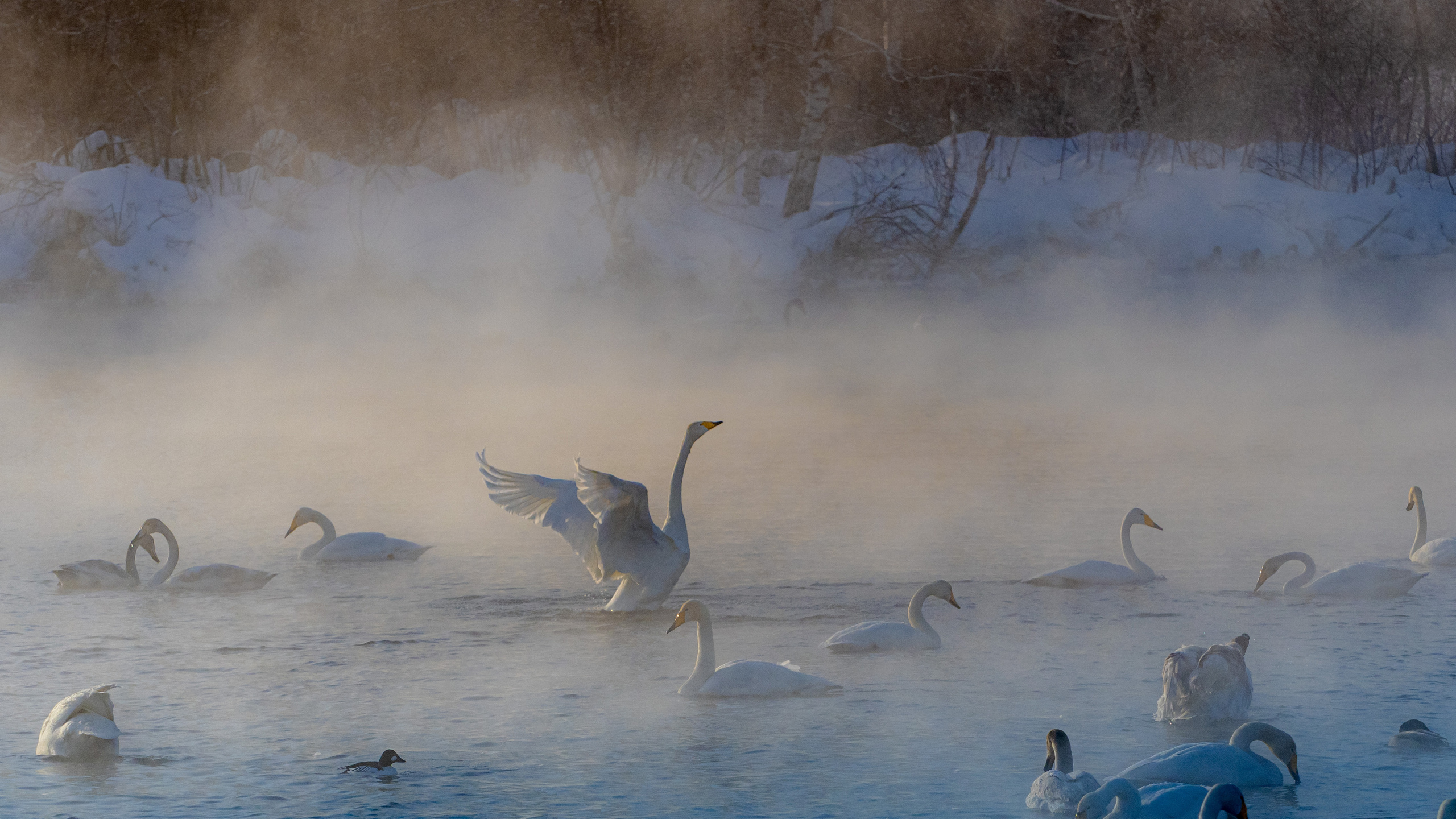 Зимовка лебедей на оз.Светлое, Алтай. Творческие сьемки