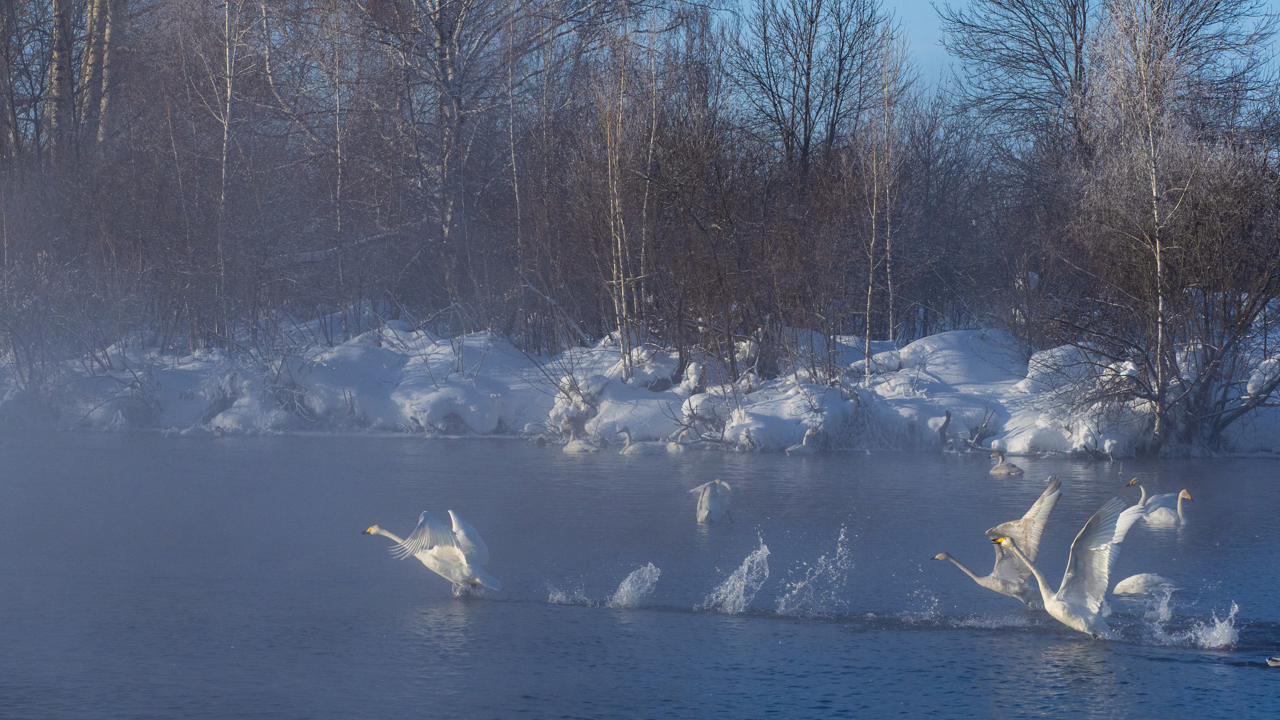 Зимовка лебедей на оз.Светлое, Алтай. Творческие сьемки