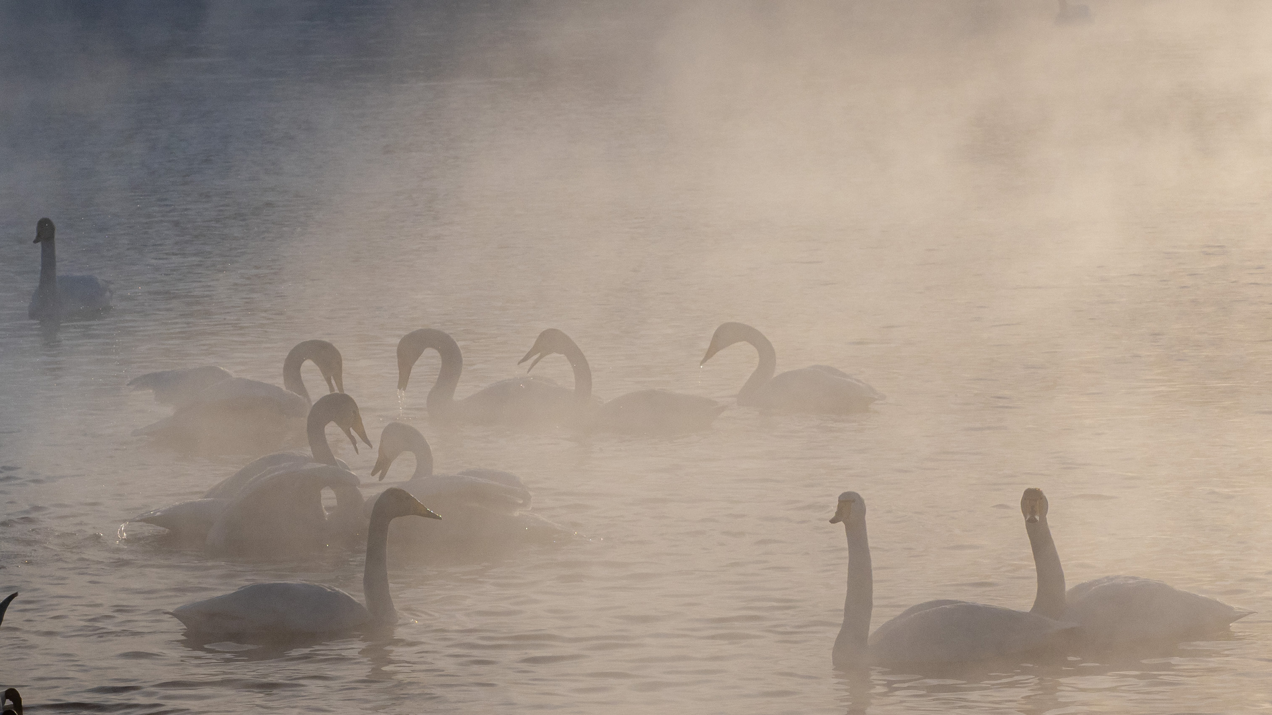 Зимовка лебедей на оз.Светлое, Алтай. Творческие сьемки