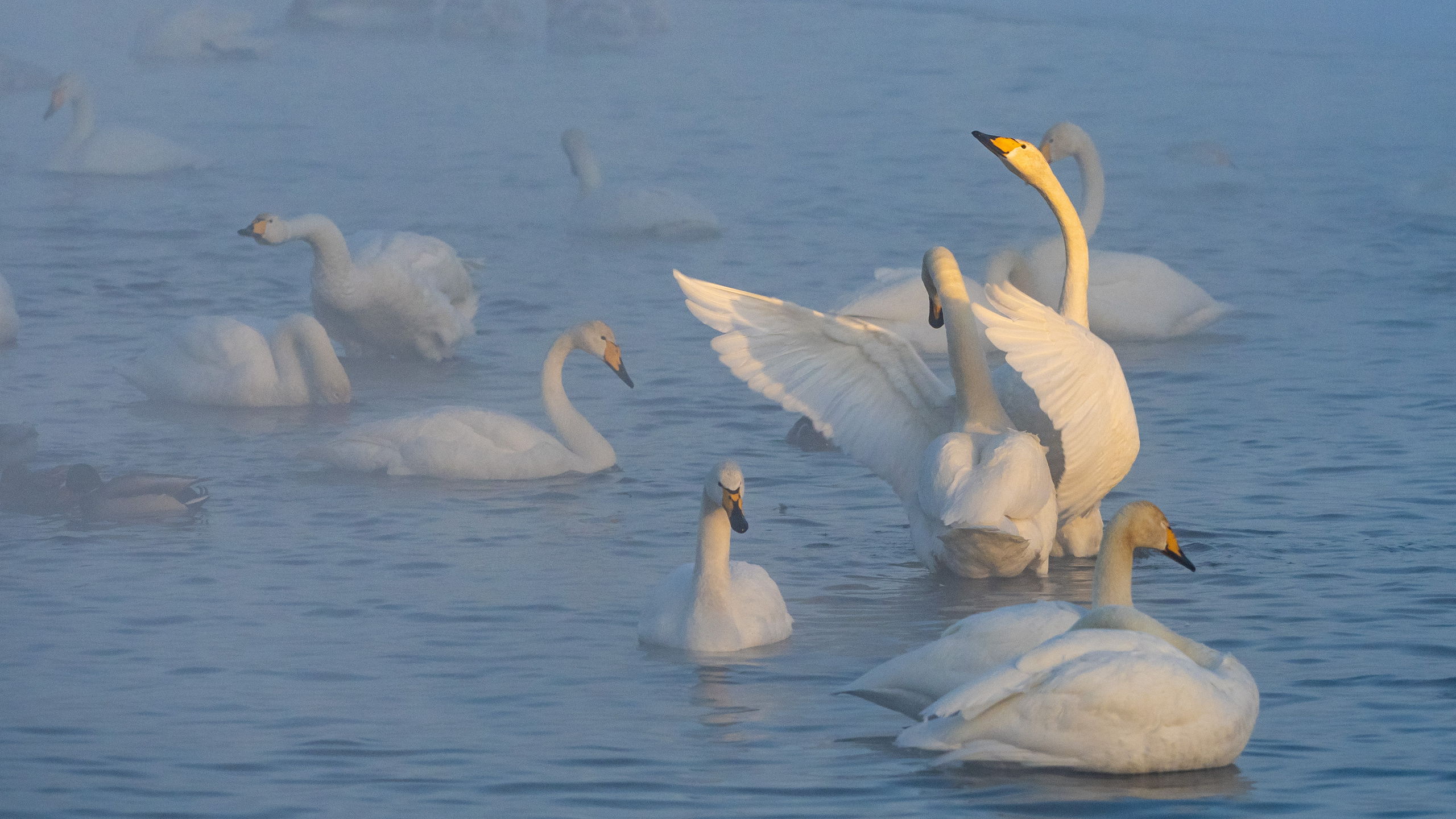 Зимовка лебедей на оз.Светлое, Алтай. Творческие сьемки