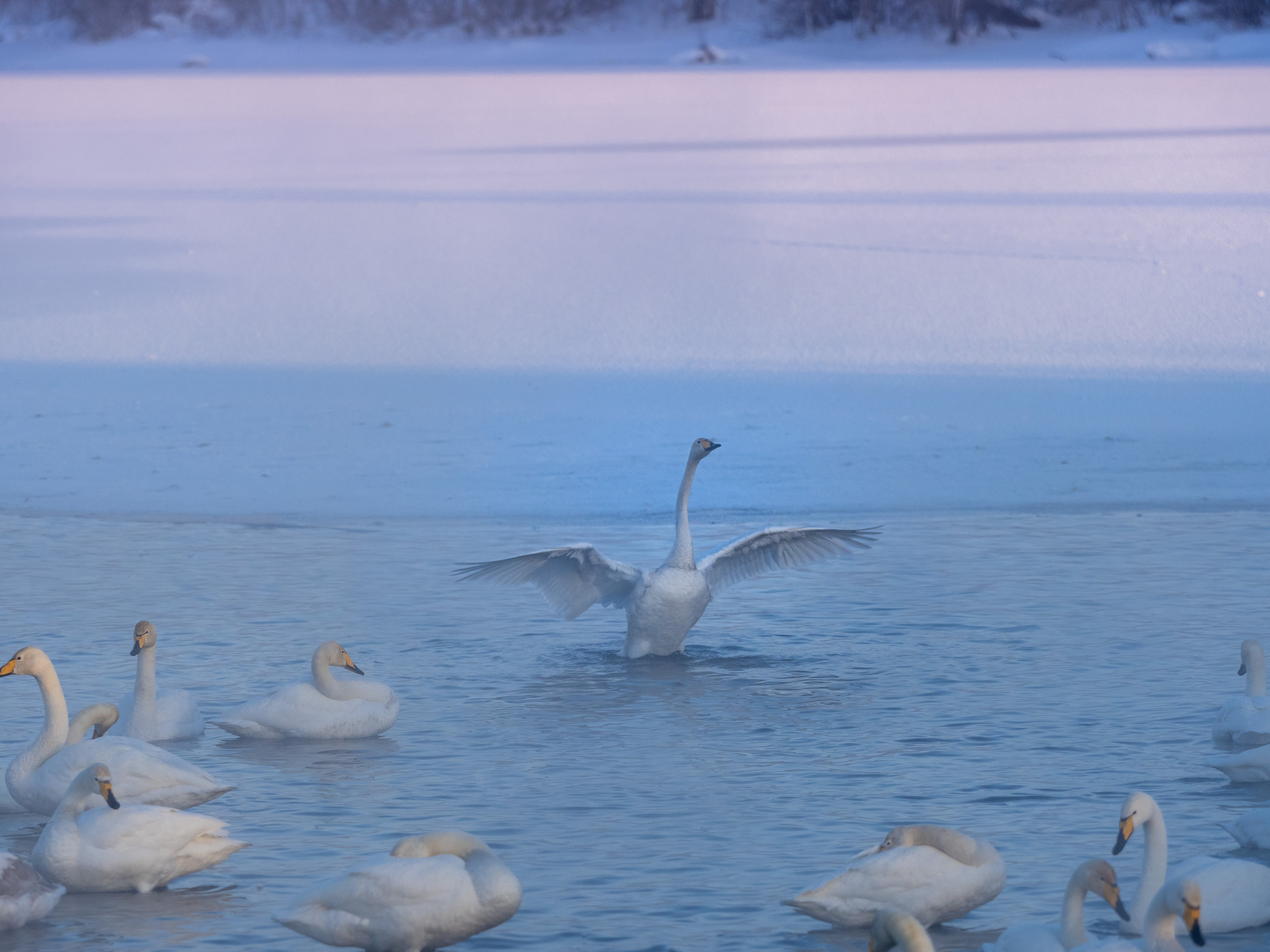 Зимовка лебедей на оз.Светлое, Алтай. Творческие сьемки