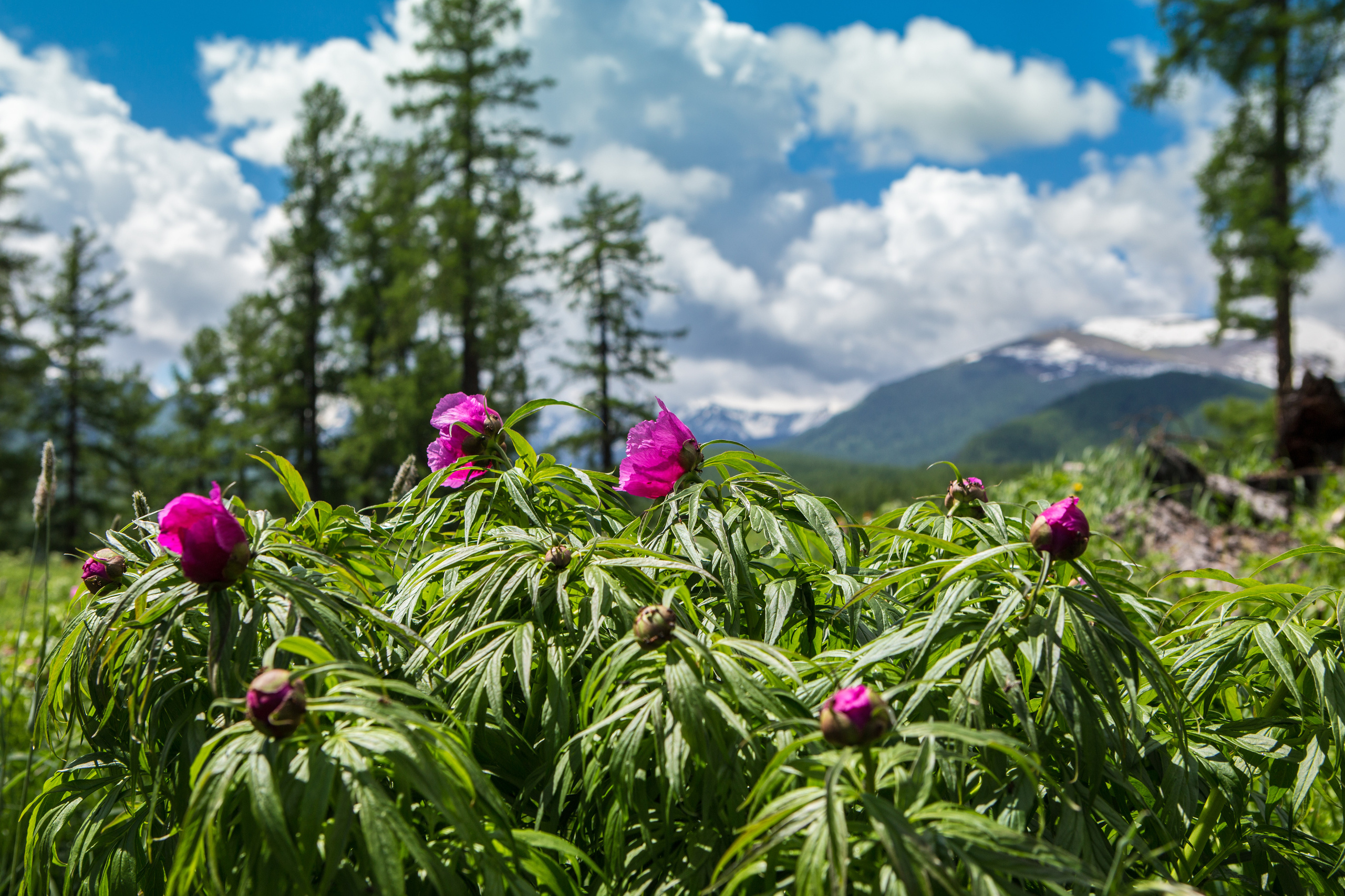Алтай. Творческие сьемки