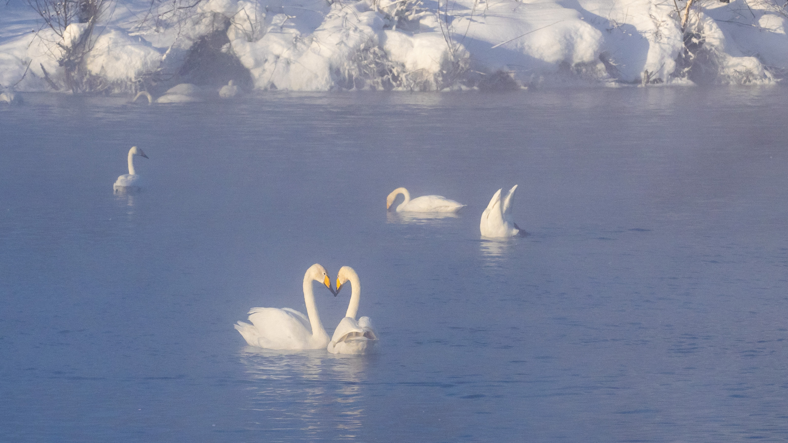 Зимовка лебедей на оз.Светлое, Алтай. Творческие сьемки