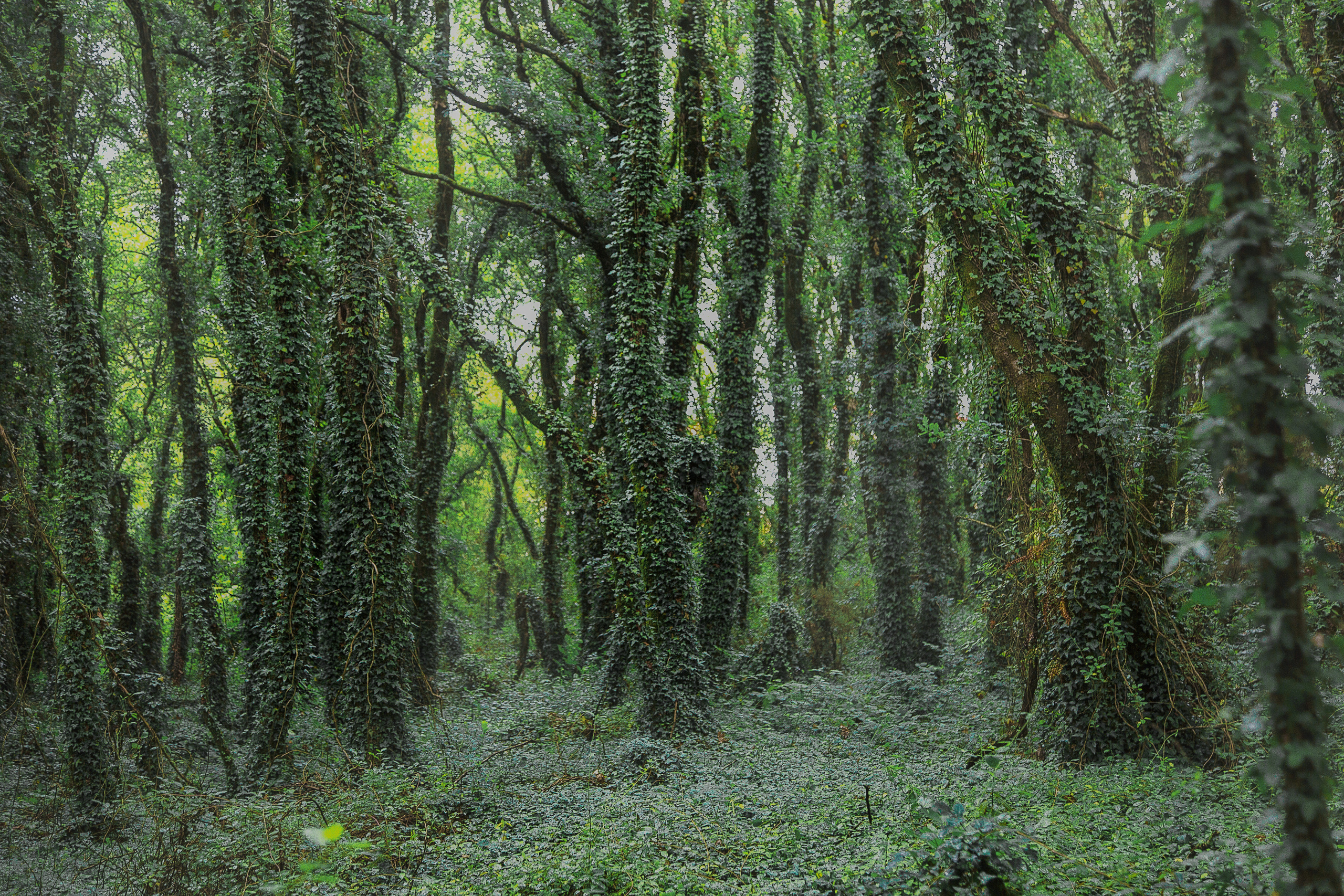 Испания, 2017, Путь Сантьяго из Сен-Жан-Пье-де-По. Творческие сьемки