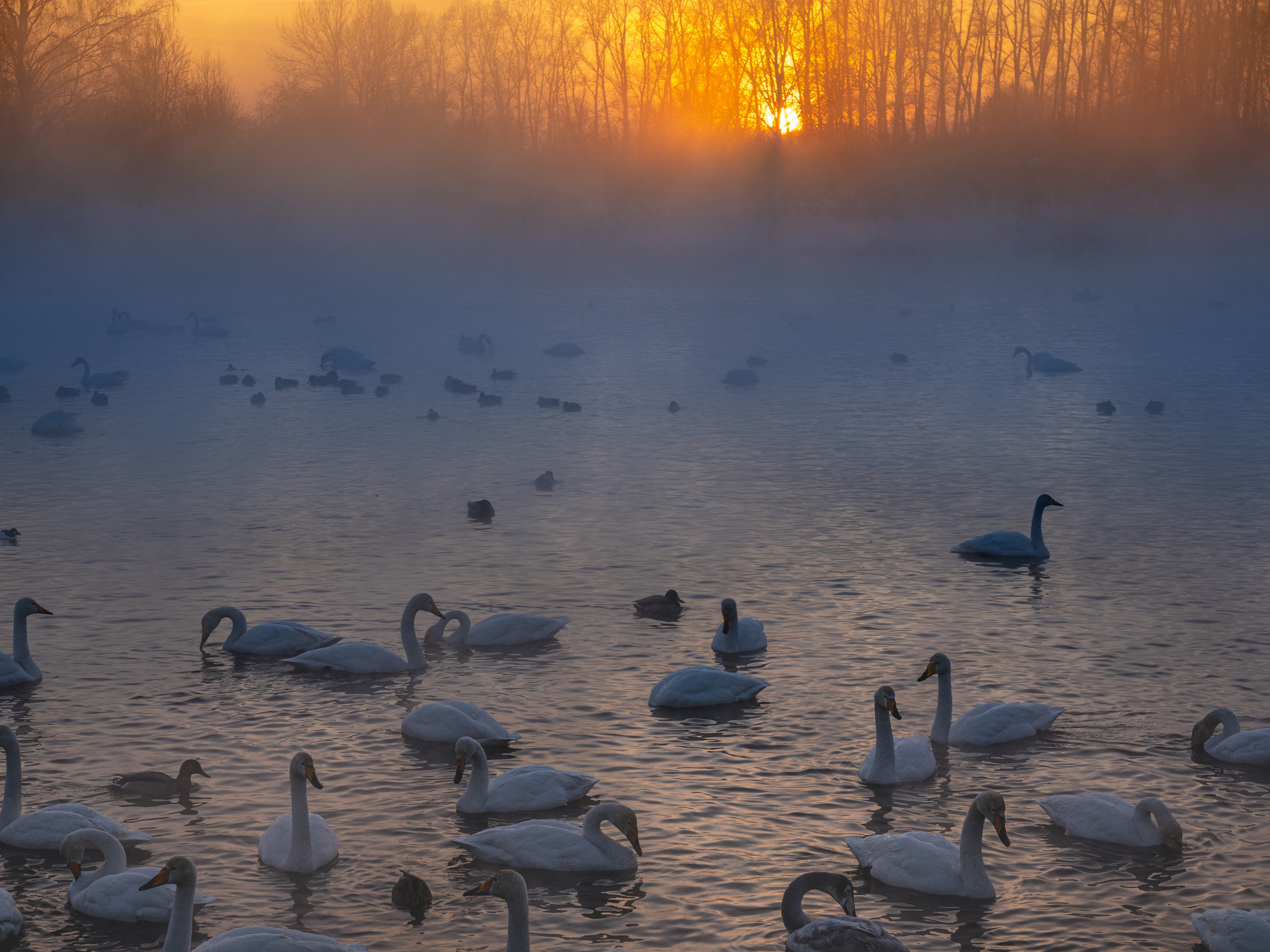 Зимовка лебедей на оз.Светлое, Алтай. Творческие сьемки