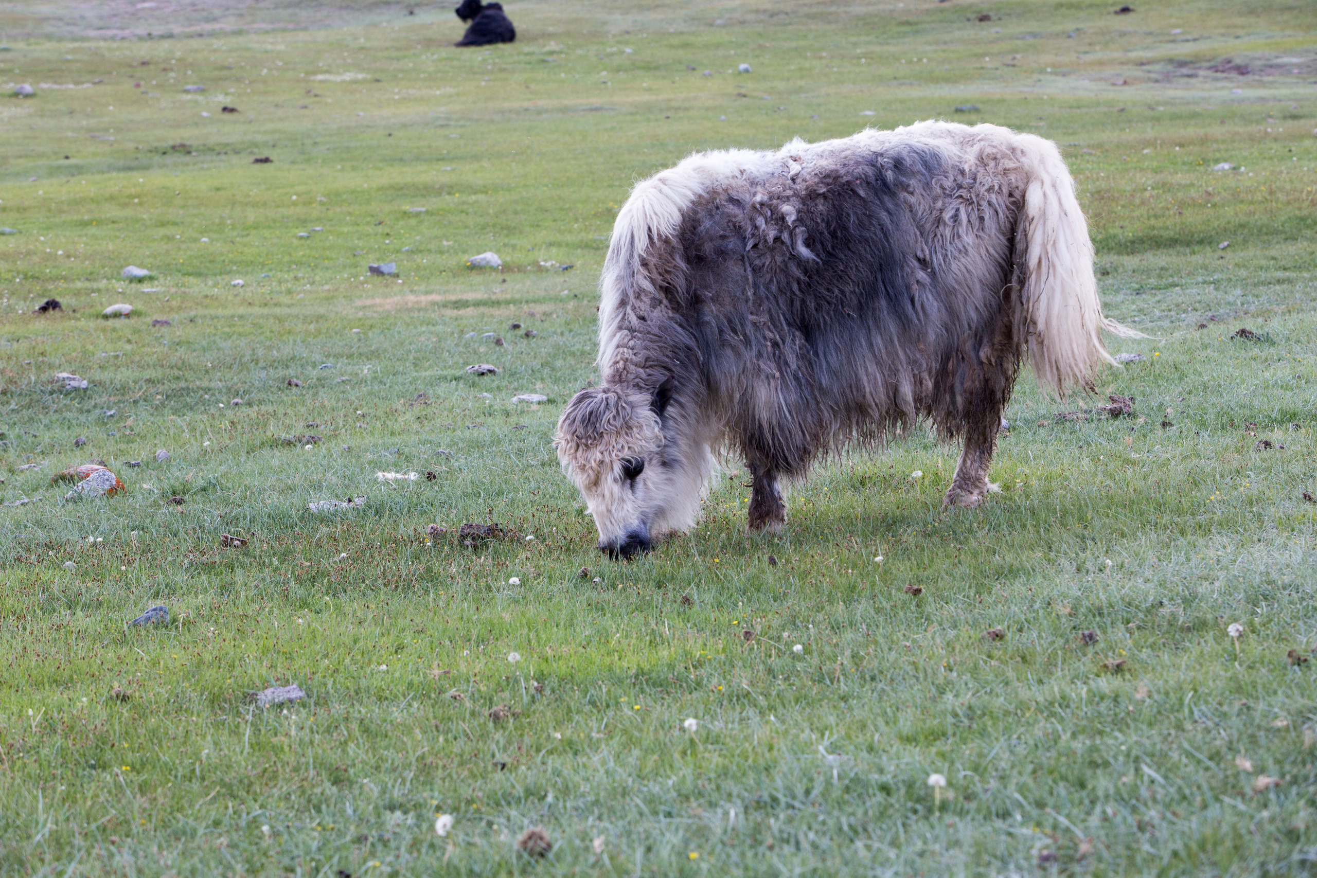 Монголия. Творческие сьемки