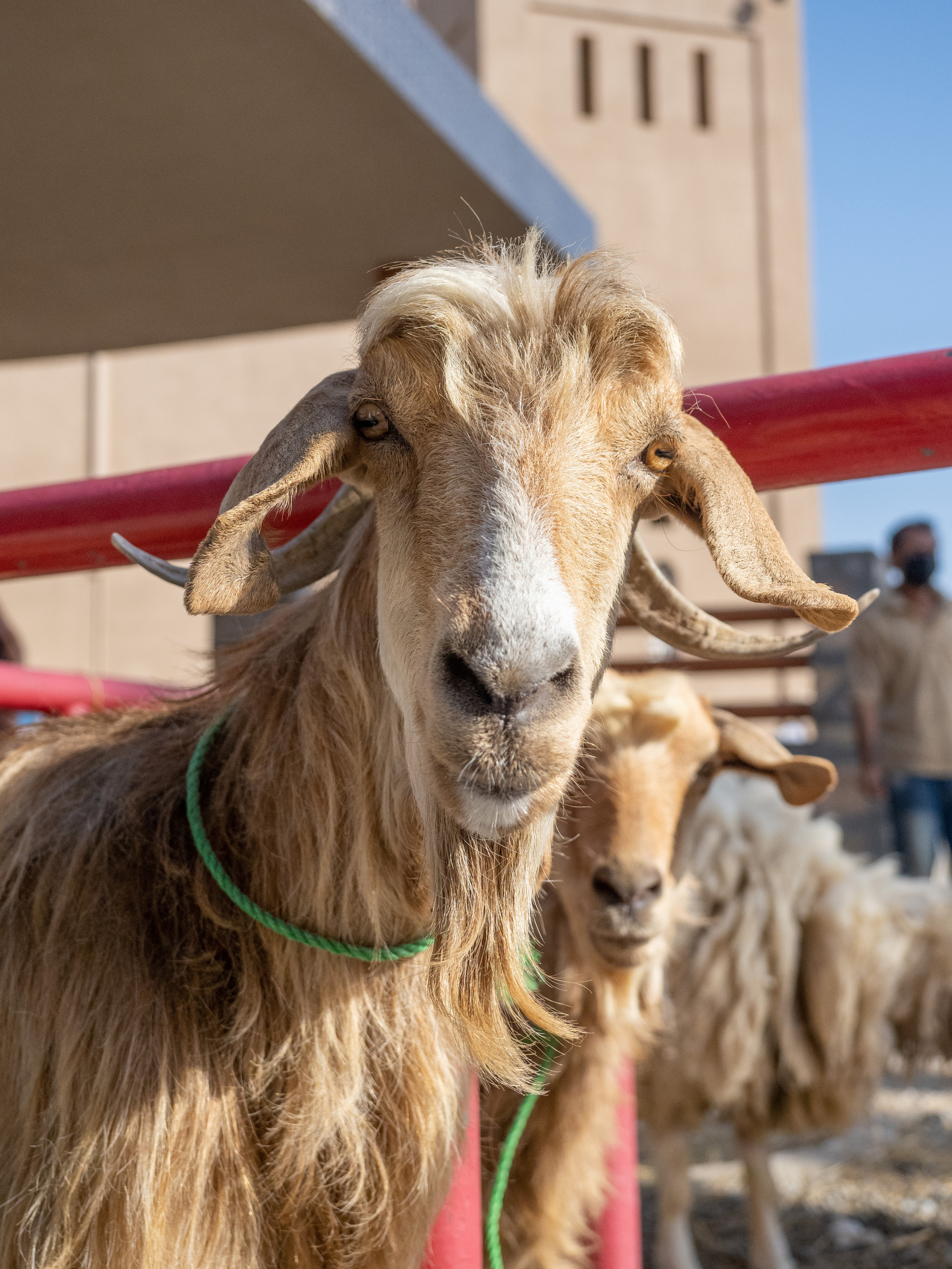 Оман. Творческие сьемки