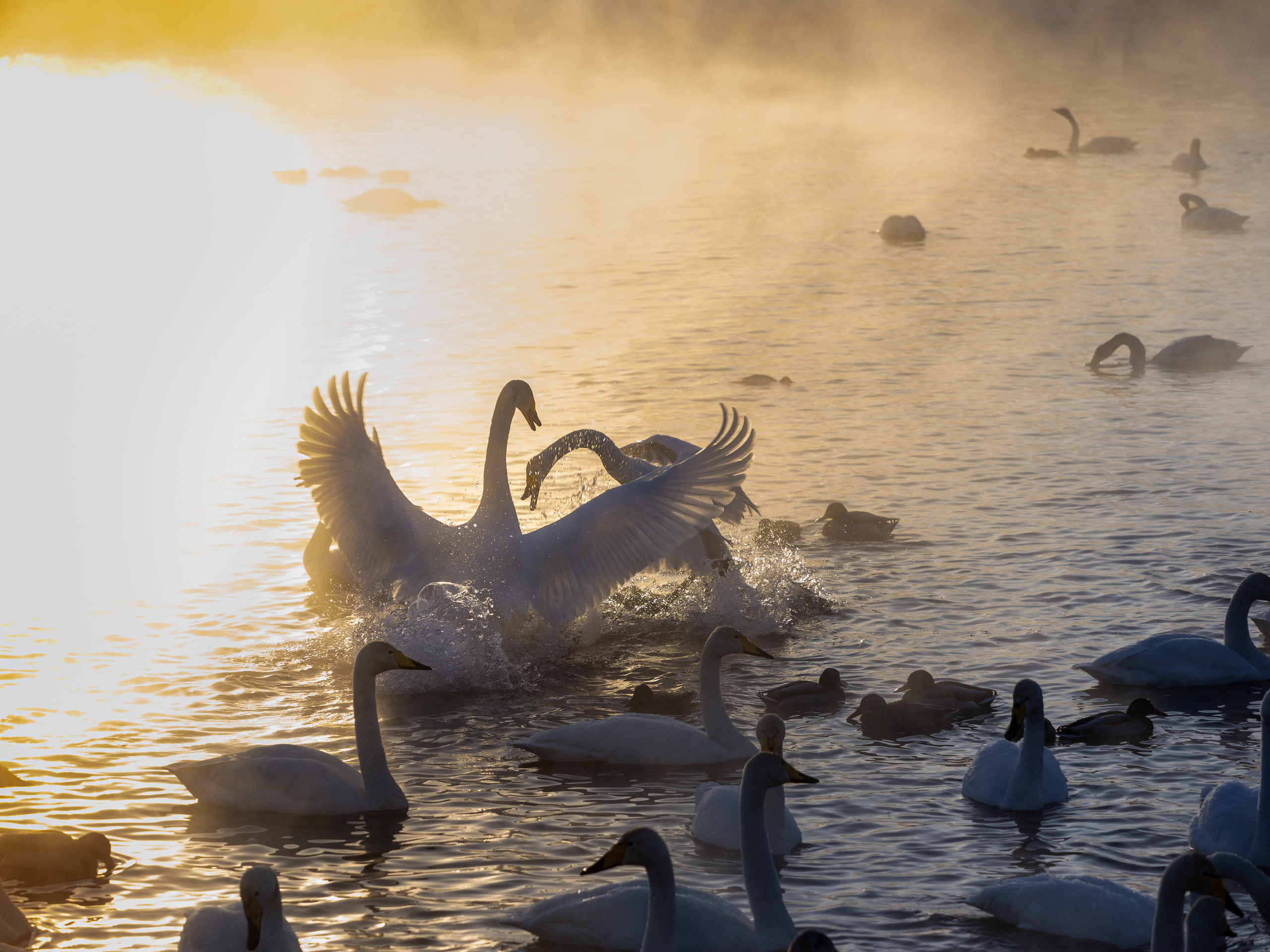 Зимовка лебедей на оз.Светлое, Алтай. Творческие сьемки