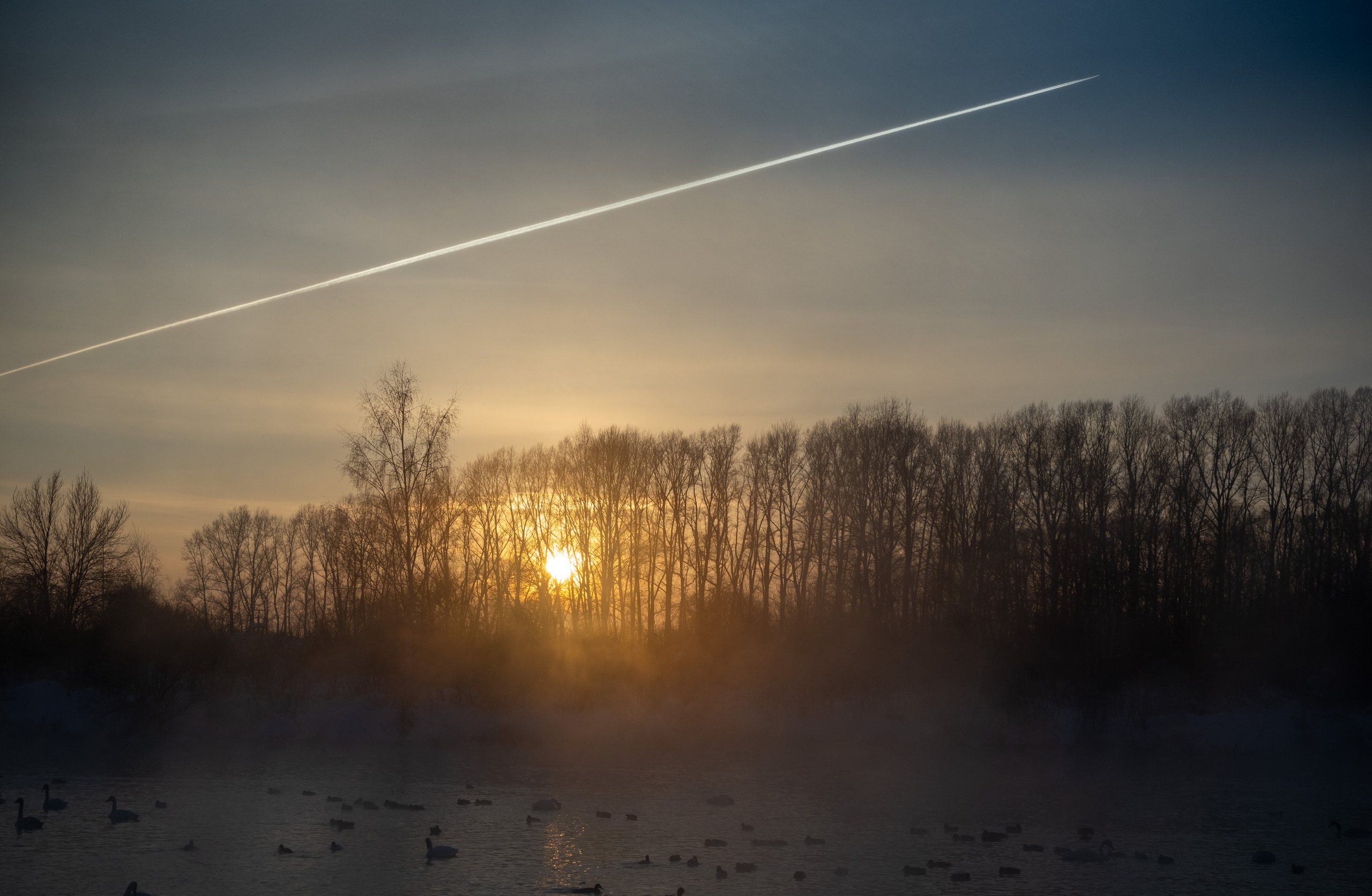 Зимовка лебедей на оз.Светлое, Алтай. Творческие сьемки