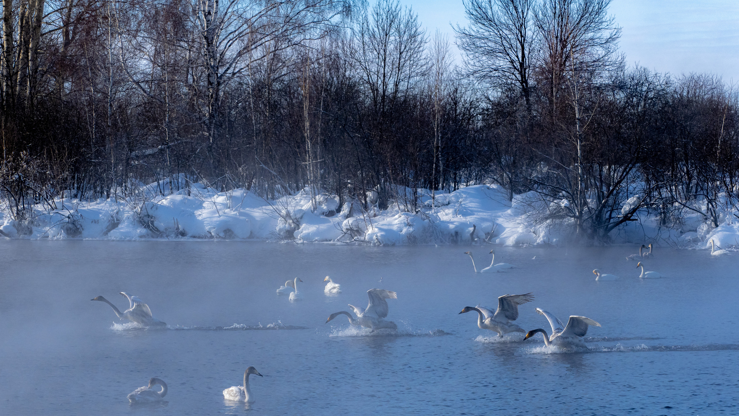 Зимовка лебедей на оз.Светлое, Алтай. Творческие сьемки