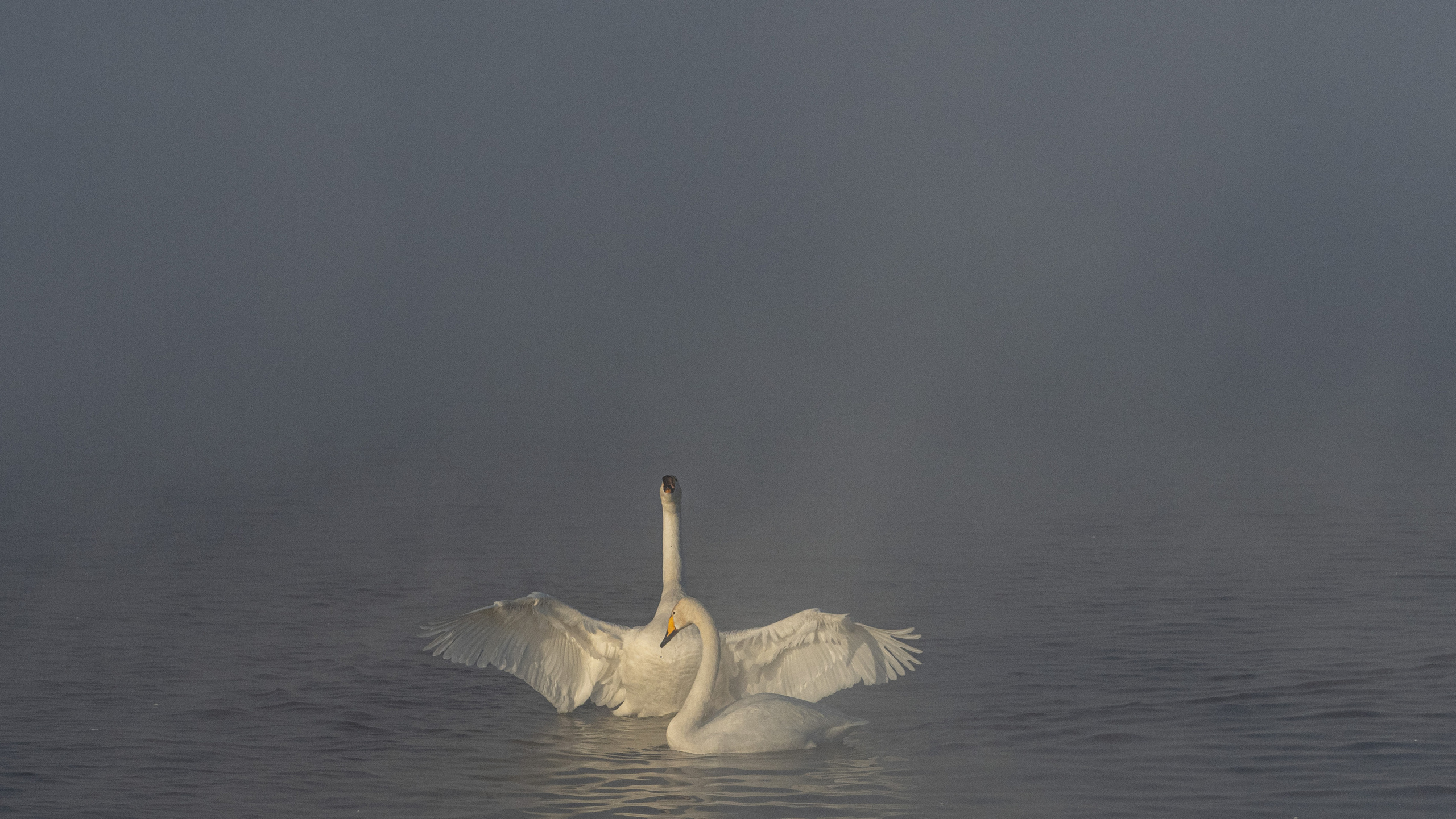 Зимовка лебедей на оз.Светлое, Алтай. Творческие сьемки