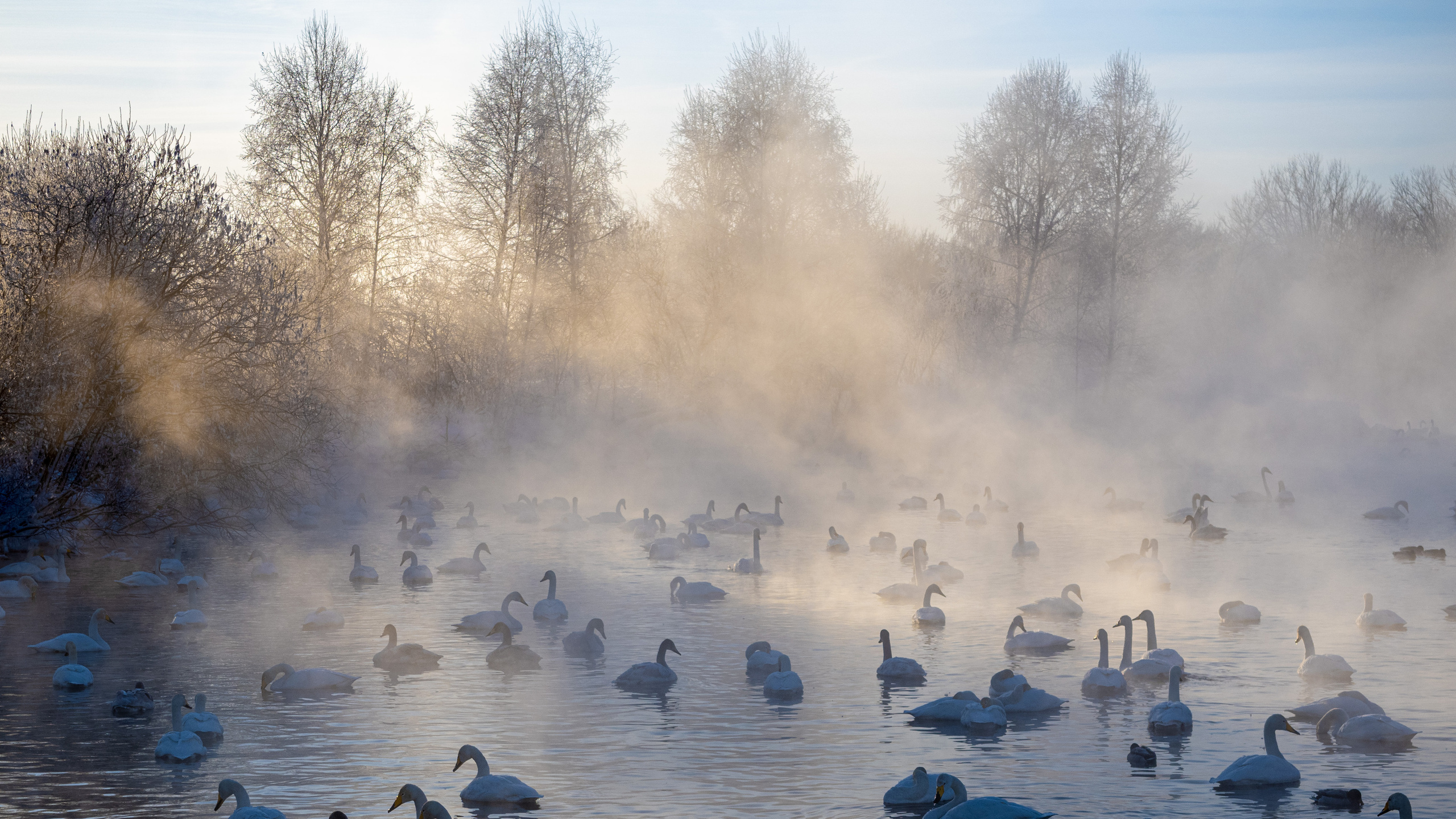 Зимовка лебедей на оз.Светлое, Алтай. Творческие сьемки