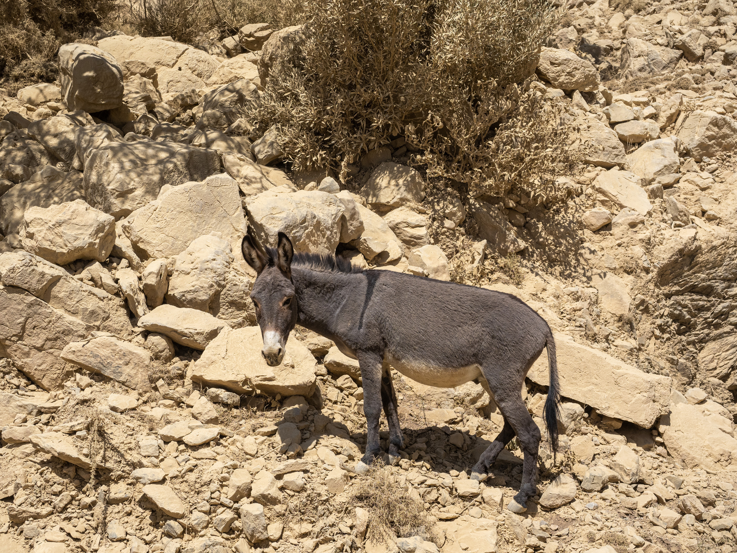 Оман. Творческие сьемки