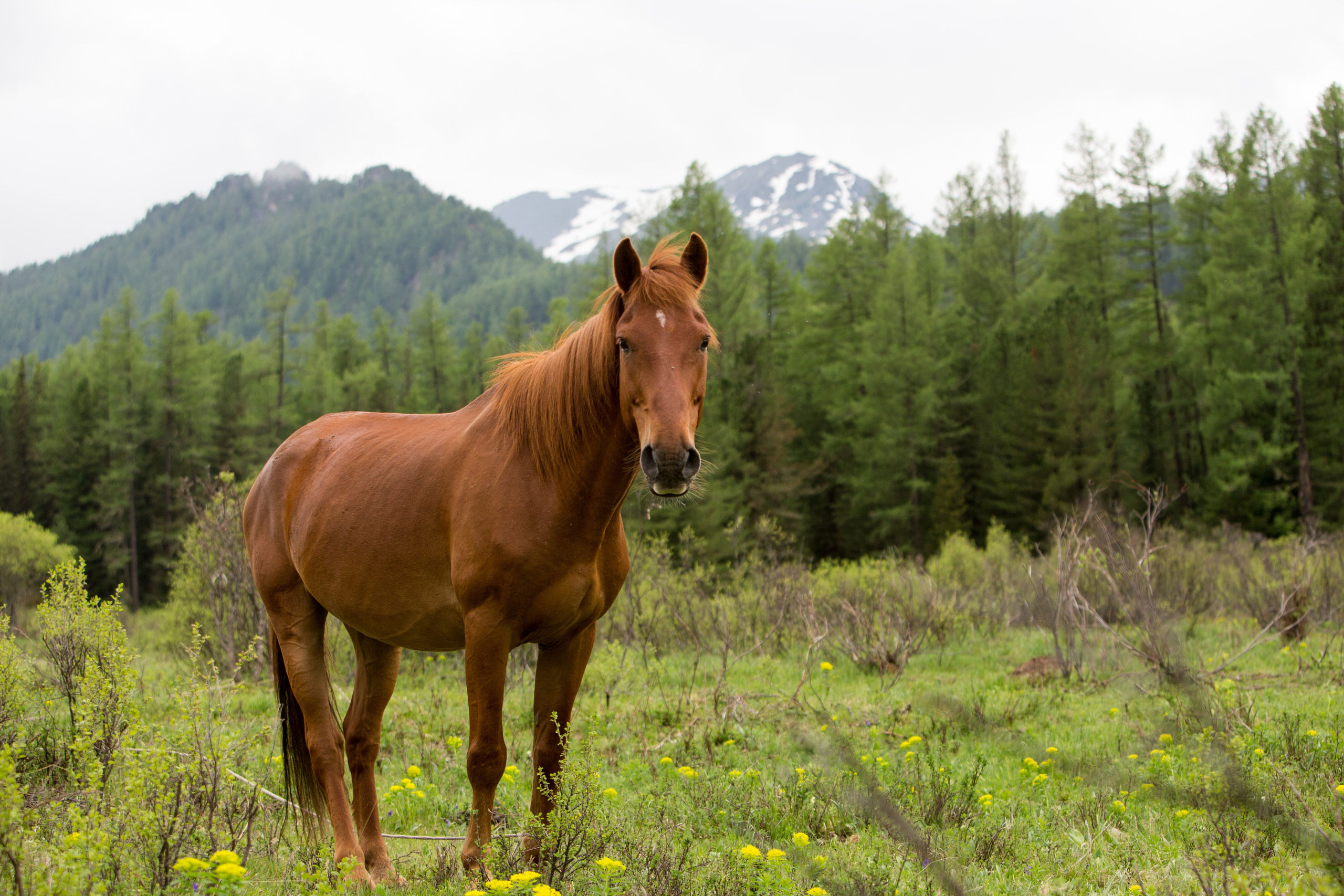 Алтай. Творческие сьемки