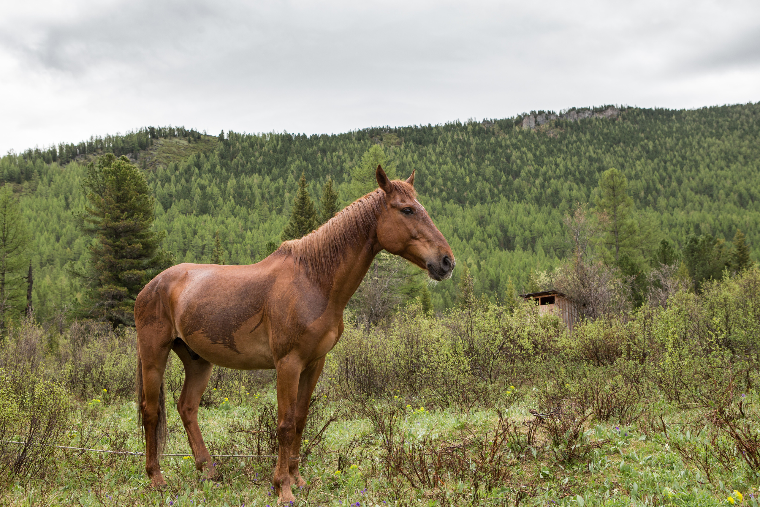 Алтай. Творческие сьемки