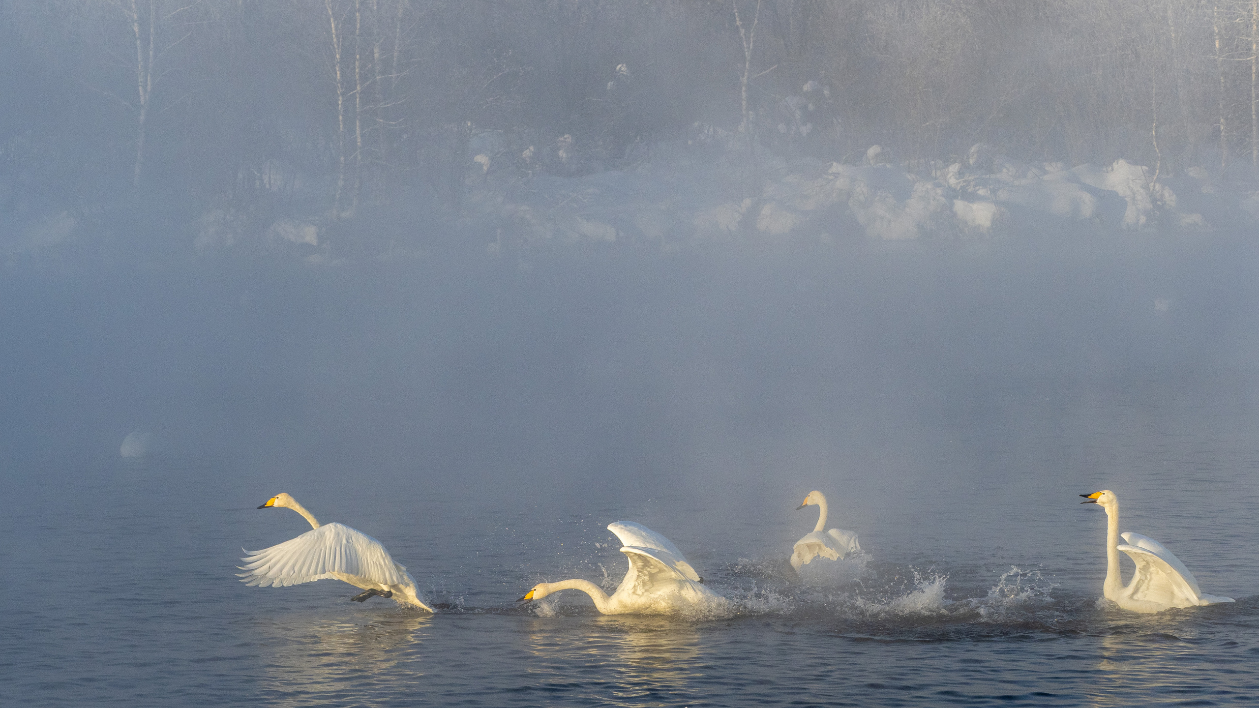 Зимовка лебедей на оз.Светлое, Алтай. Творческие сьемки